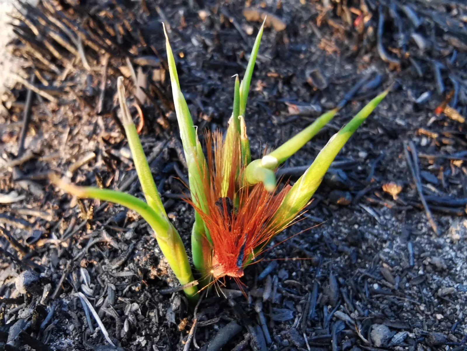 Fire and Fynbos