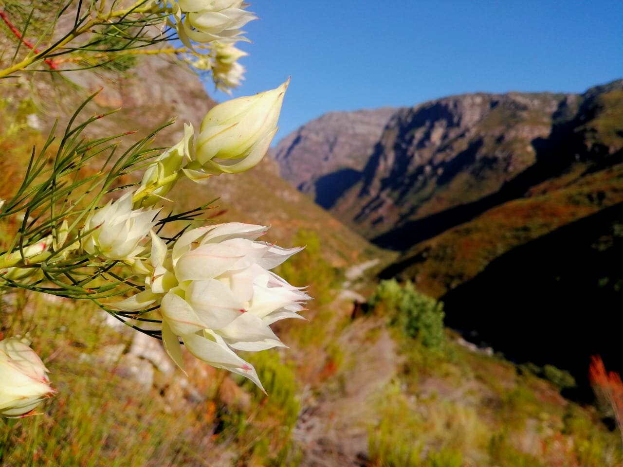 Protea