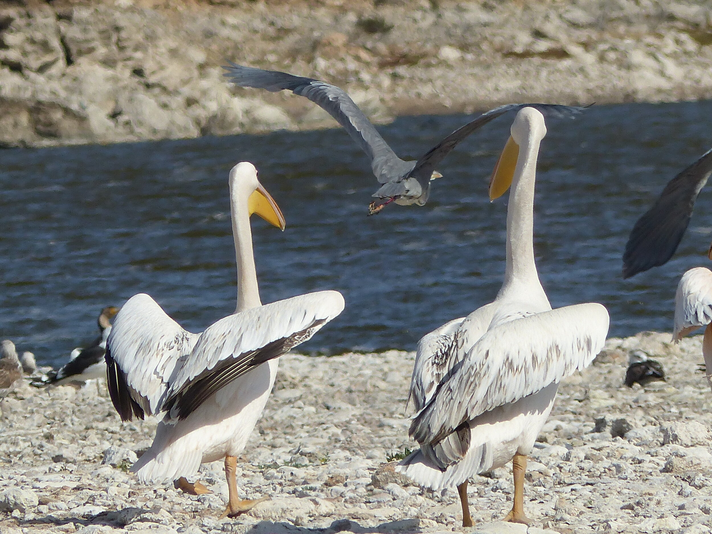 Pelicans at De Hoop Nature Reserve