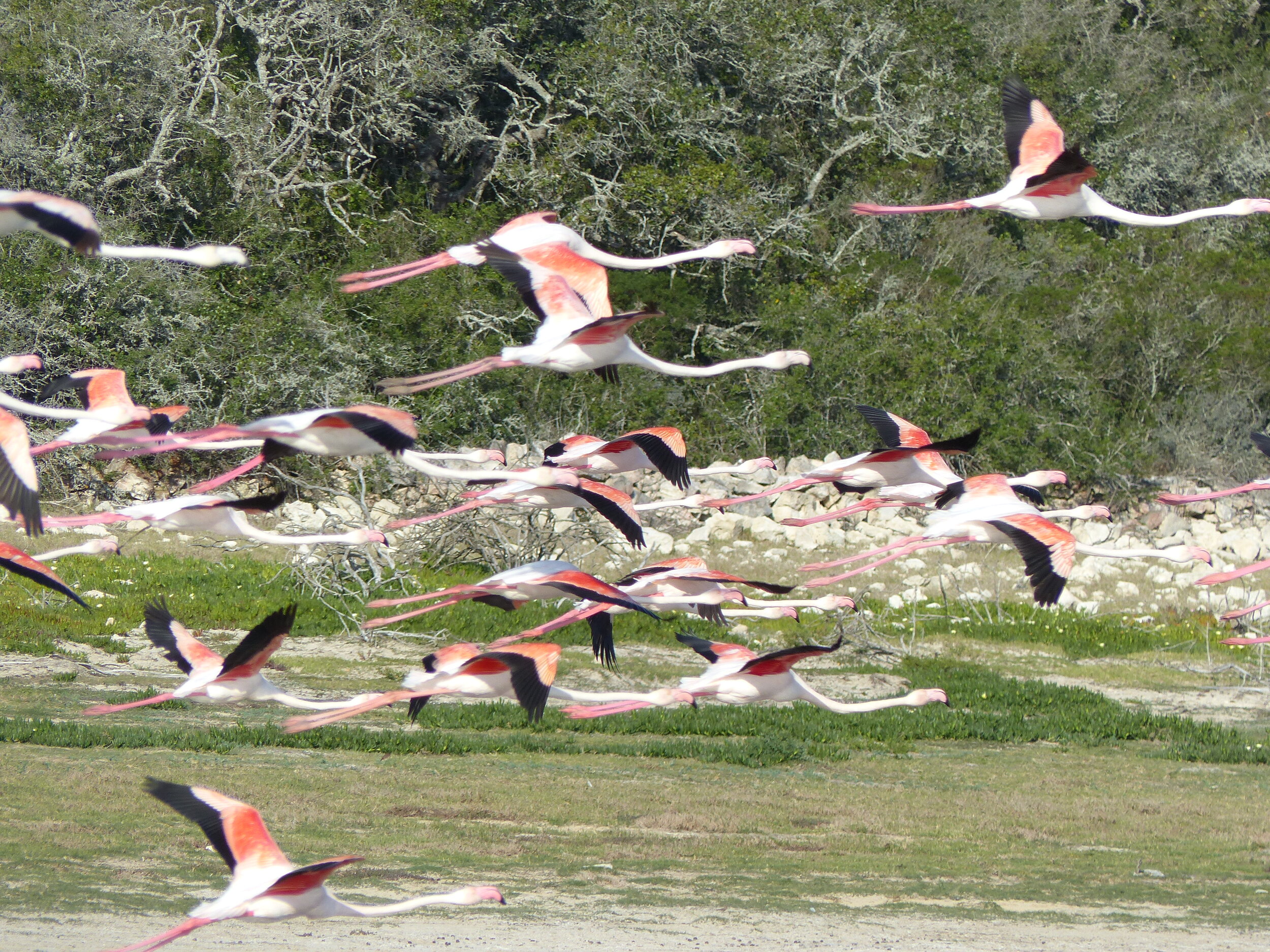 Flamingos at De Hoop Nature Reserve
