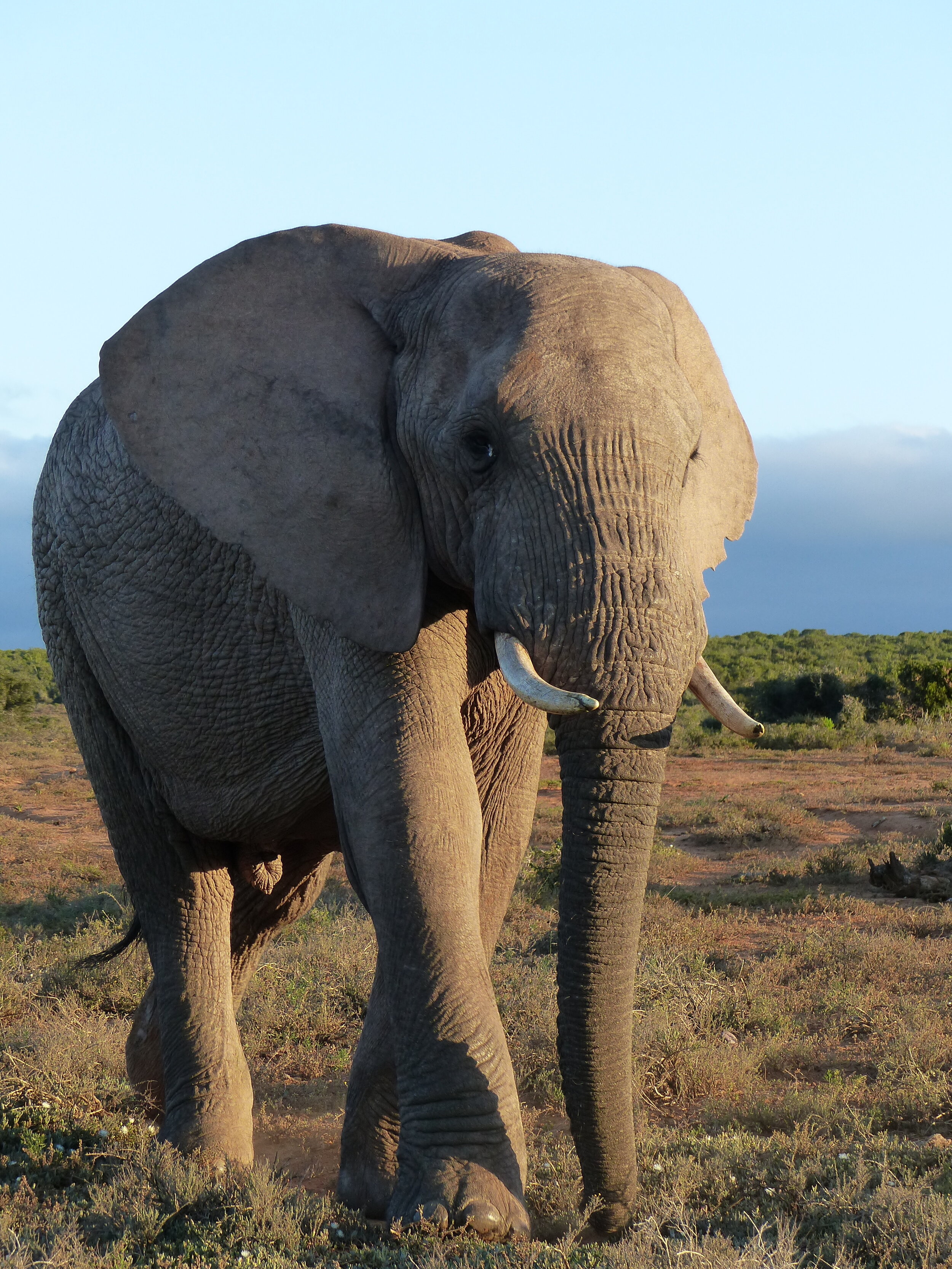 An Elephant at ADDO