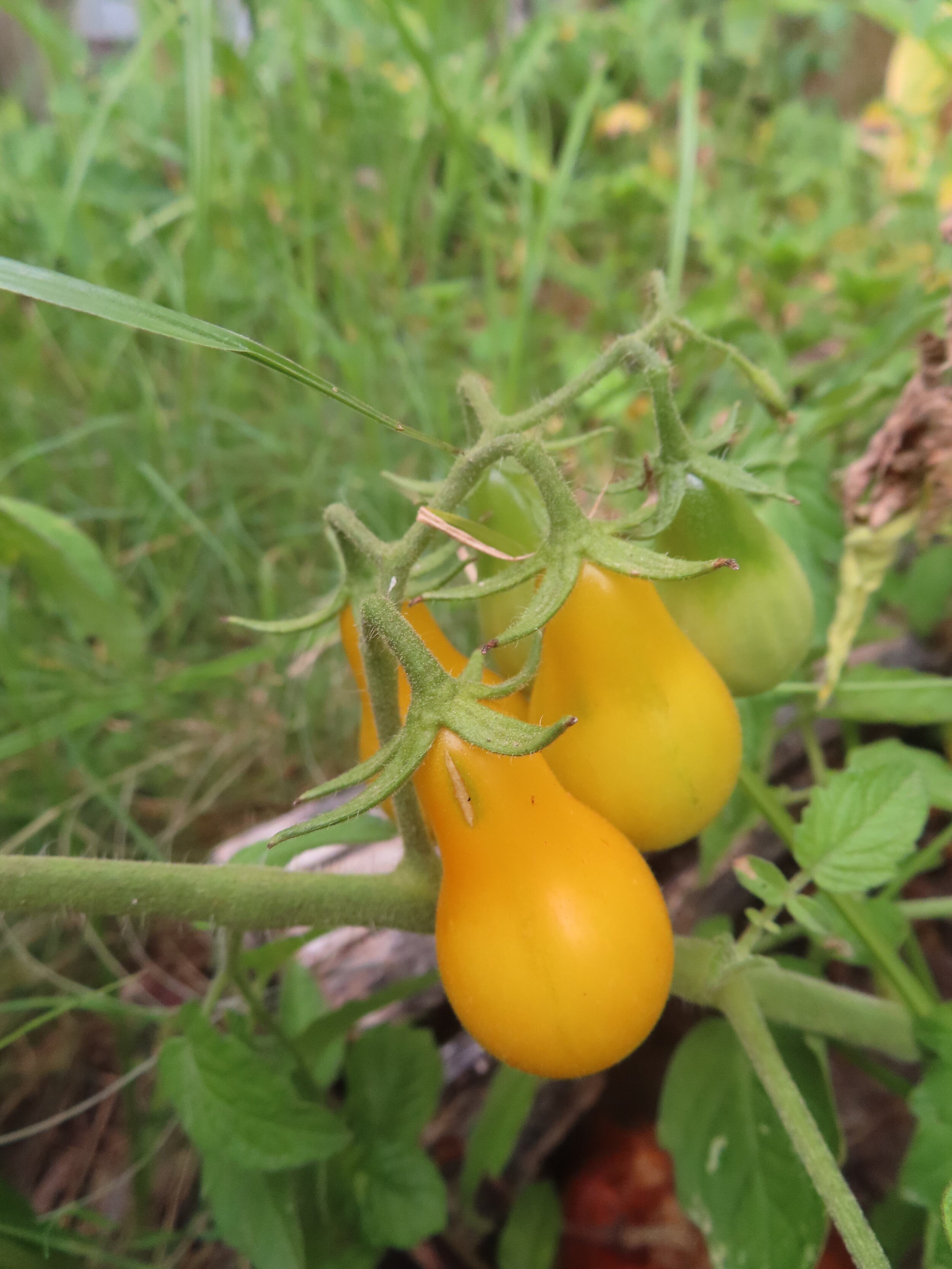 Pear tomatoes