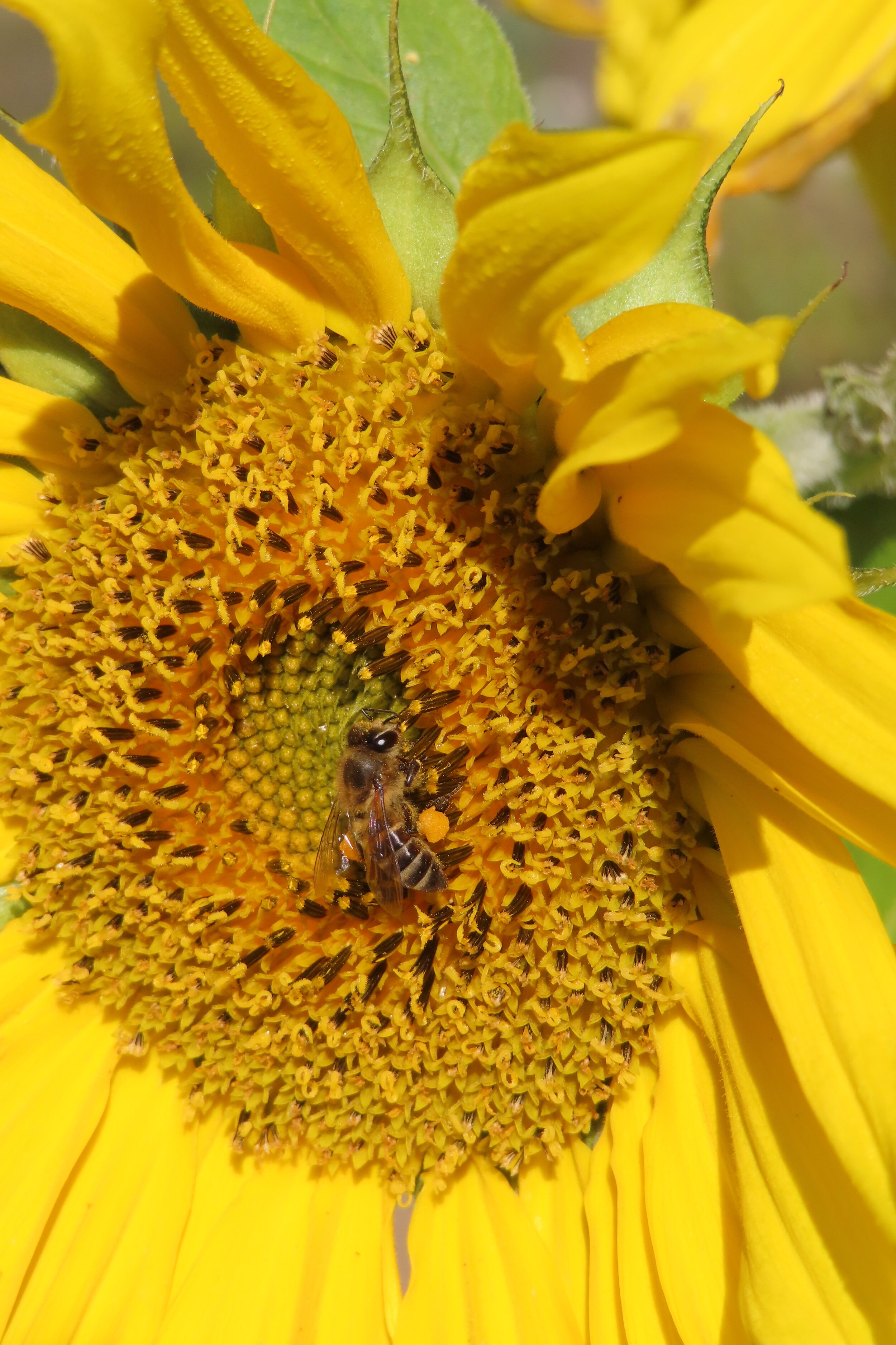 Sunflower