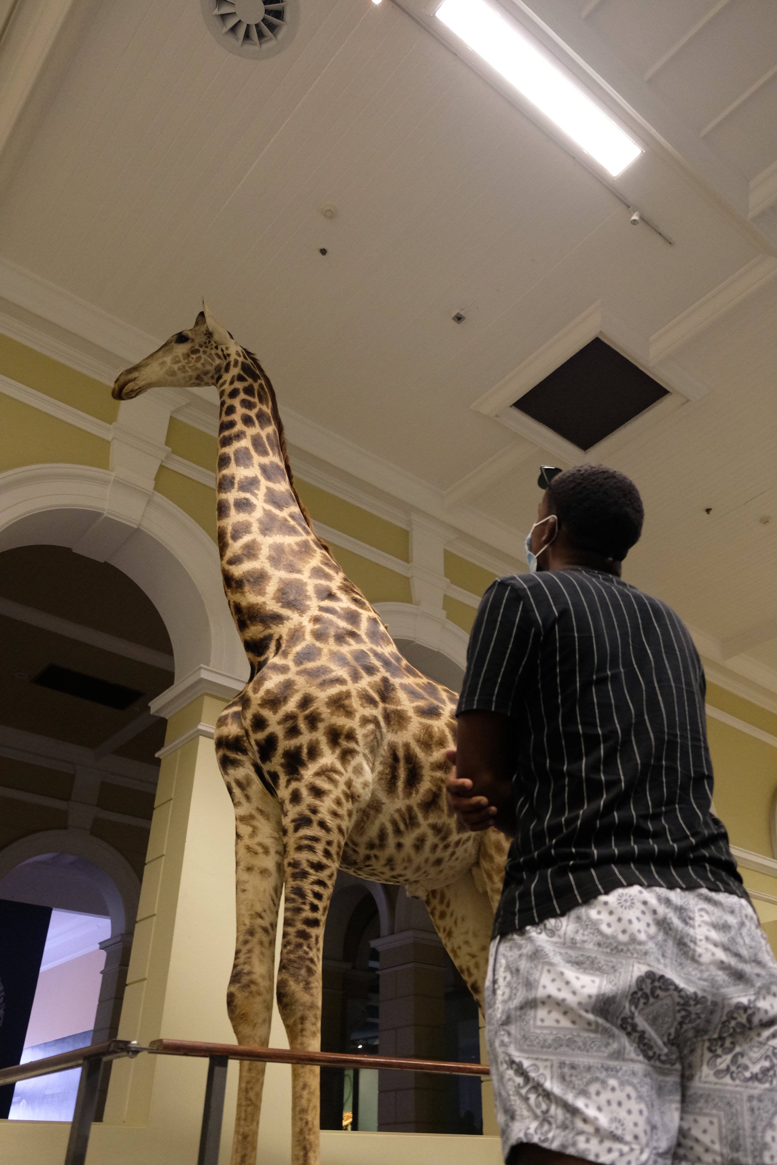 Life-size giraffe