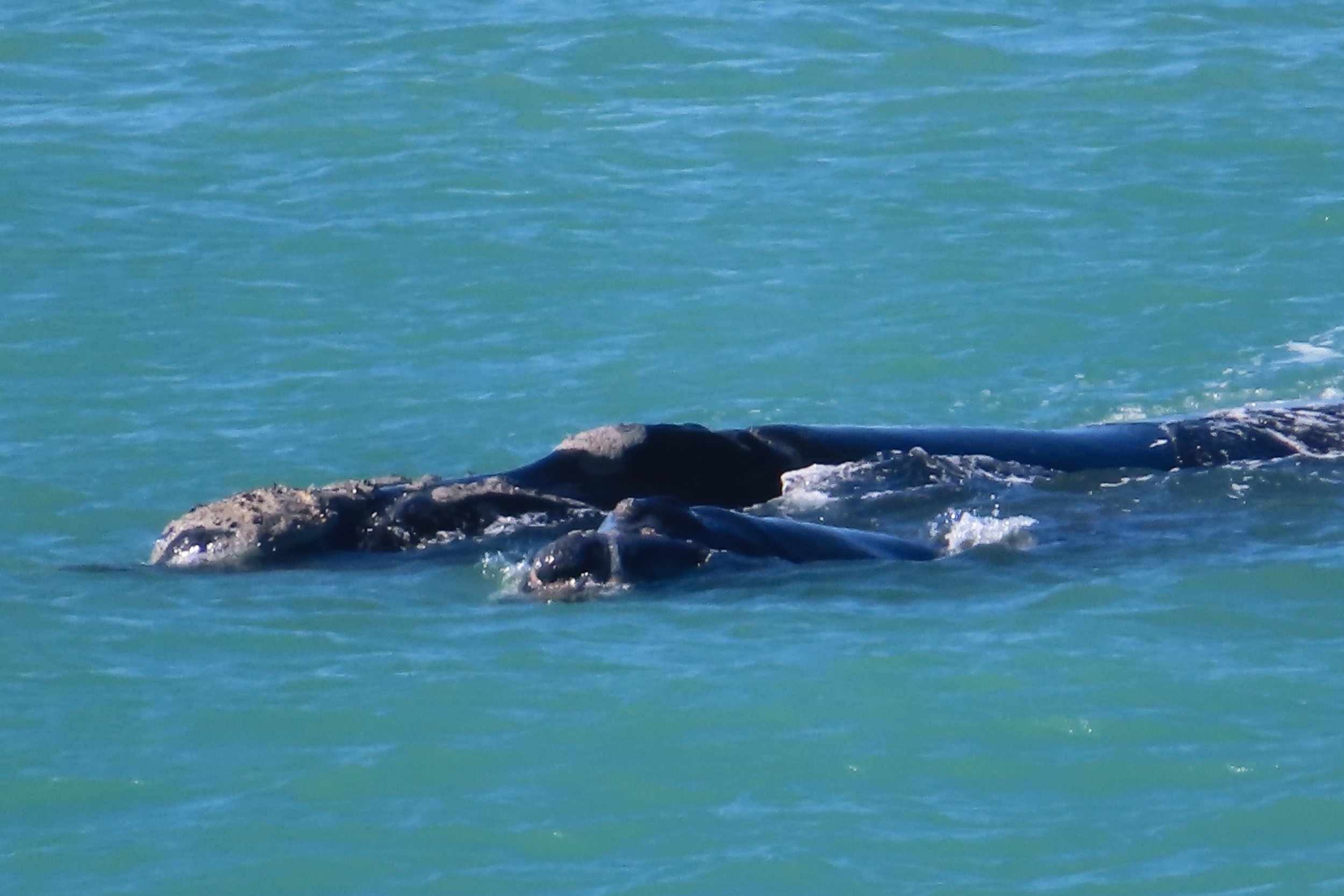 Two Southern Right Whales