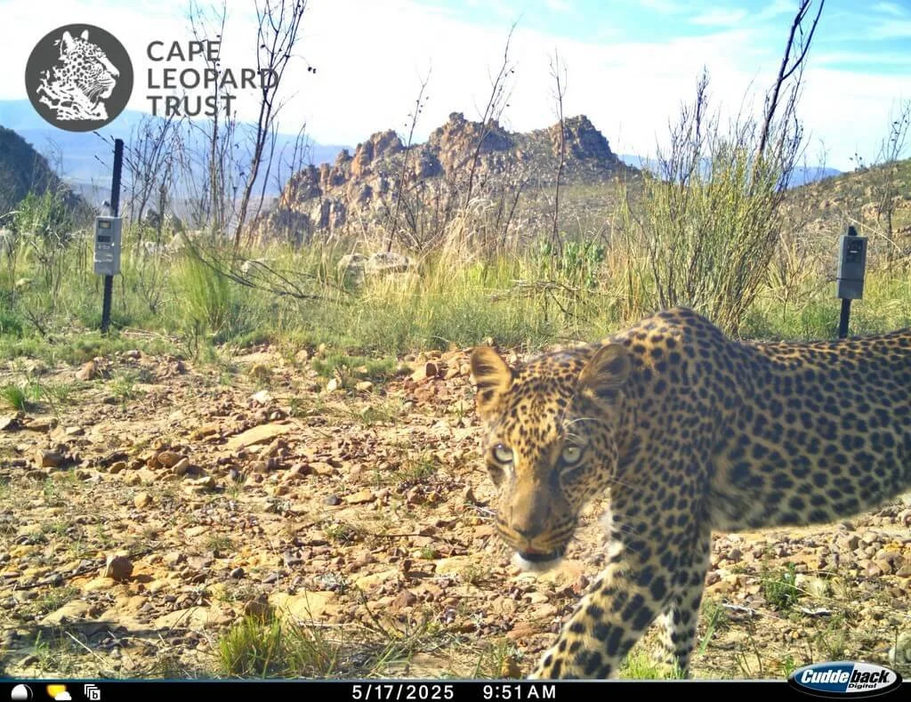 25-leopard.jpg