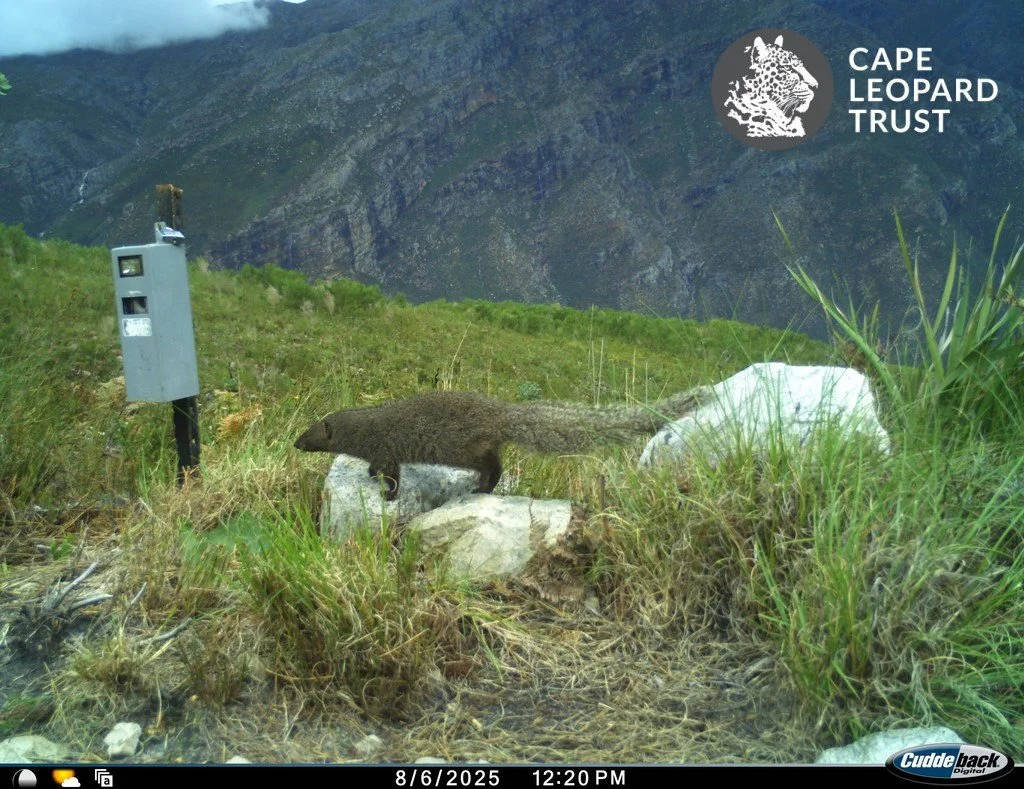 06-small-grey-mongoose.jpg