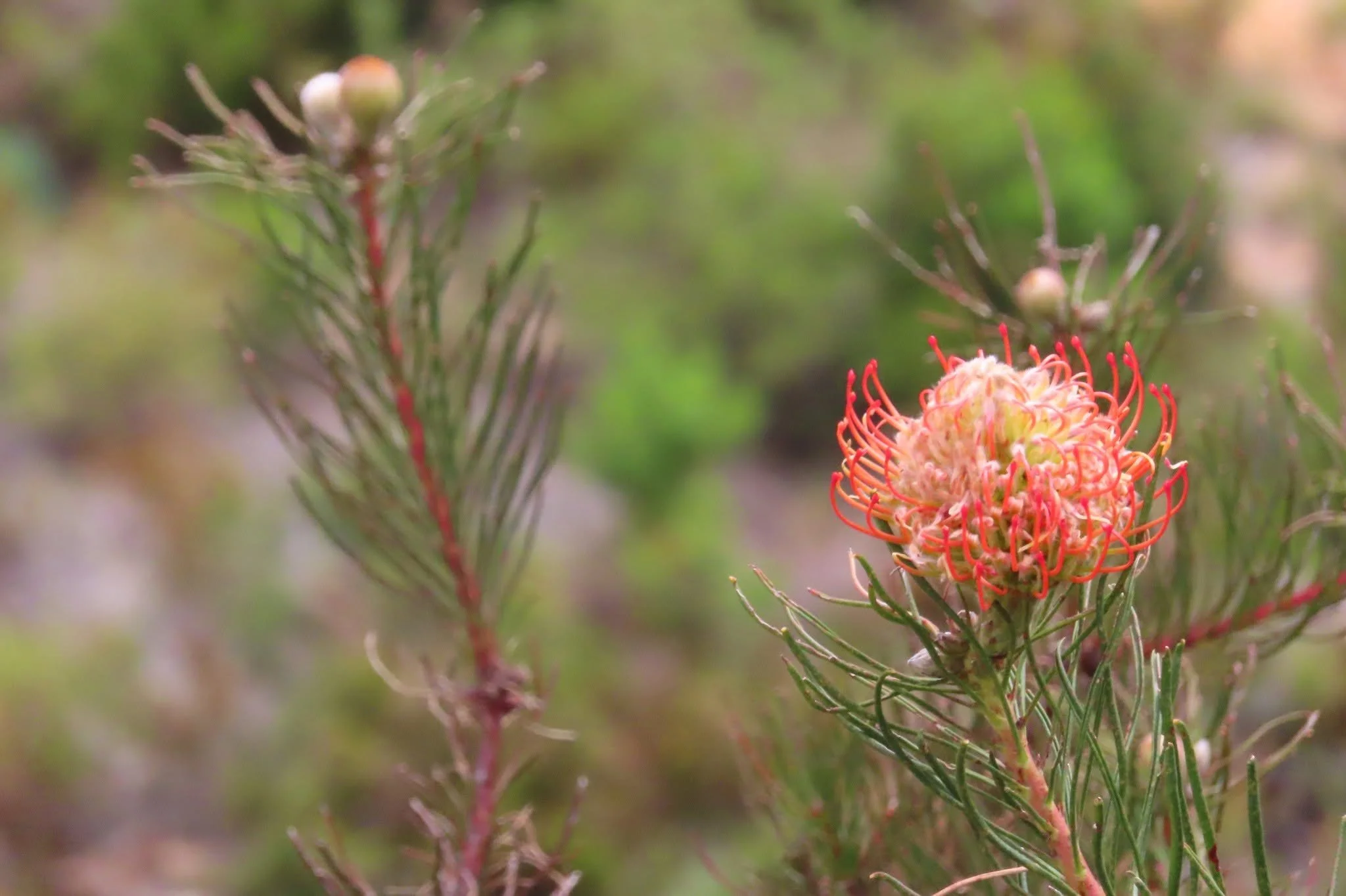 Experiential learning in Cape Winelands Biosphere Reserve