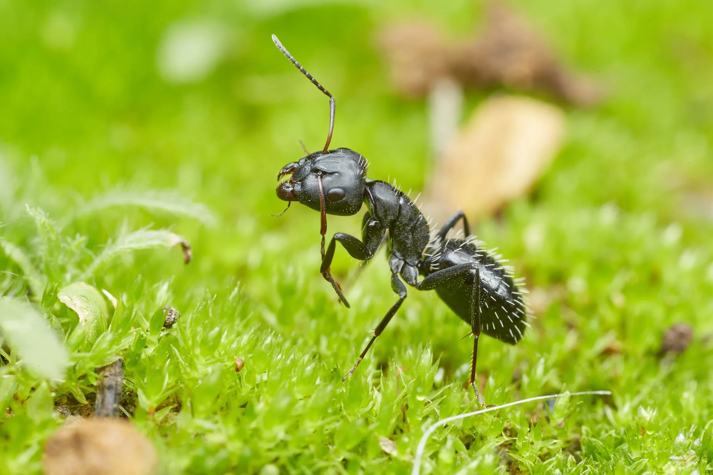 Ants