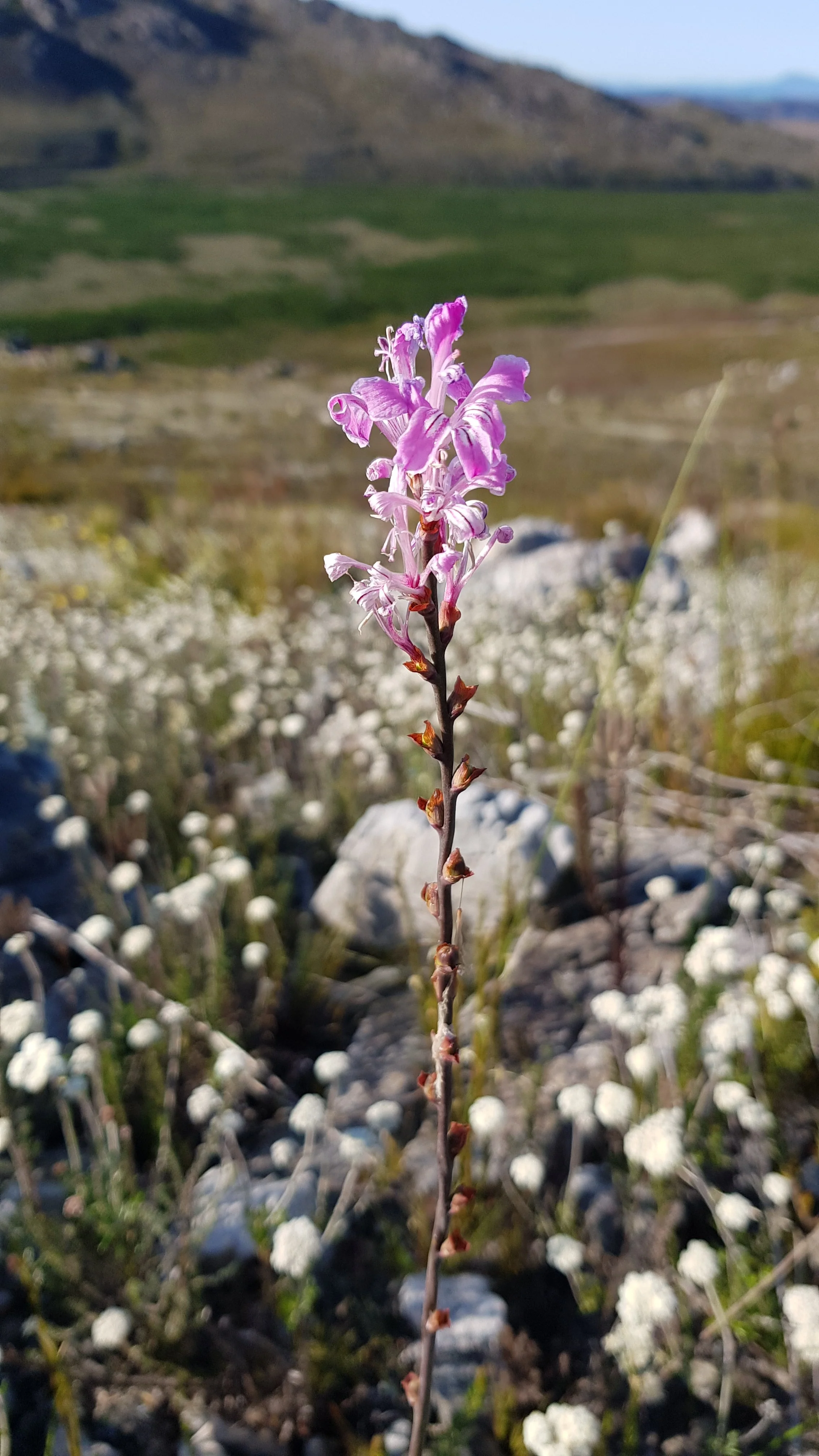 Conservation Networks