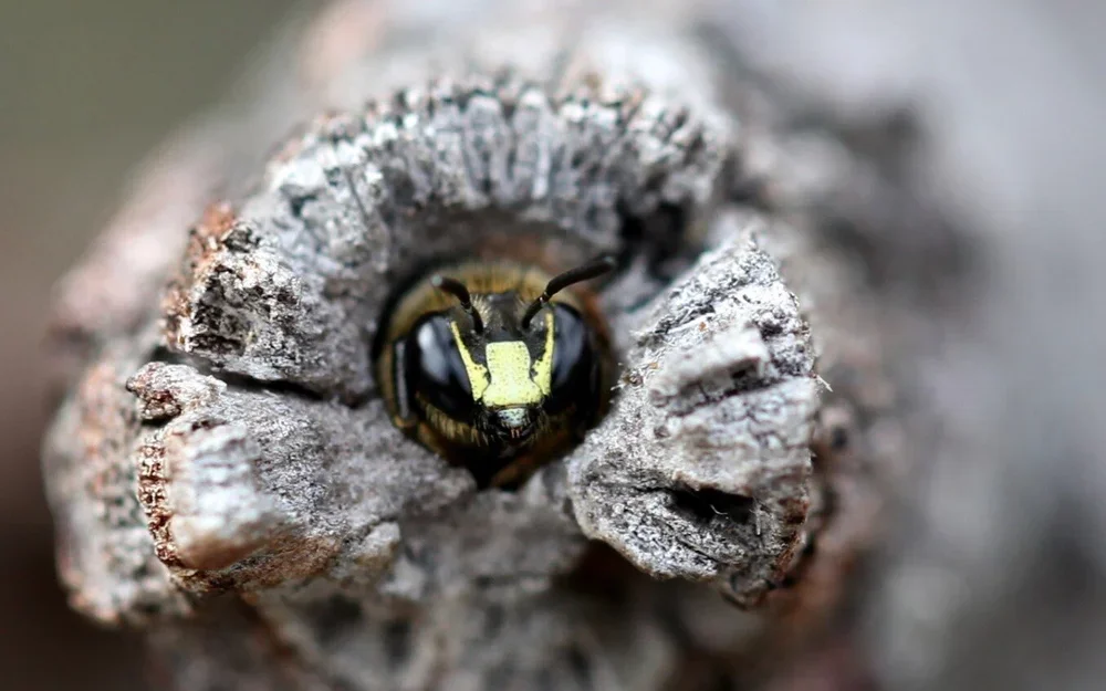 To Bee or not to Bee