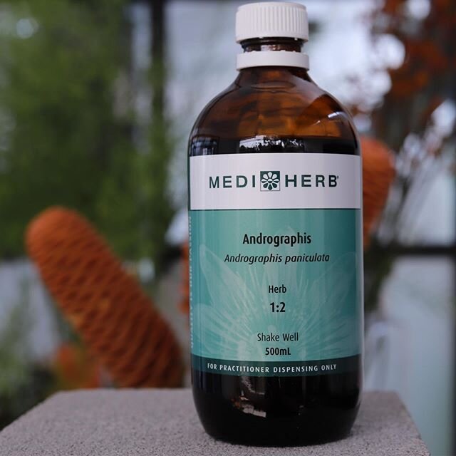 A N D R O G R A P H I S ||.
-
Botanical name: Andrographis paniculata.
-
I seem to be using this herb a lot in clinic of late and for very good reason, Andrographis has a long history of therapeutic use in traditional medicine practices 🌿.
-
It has 
