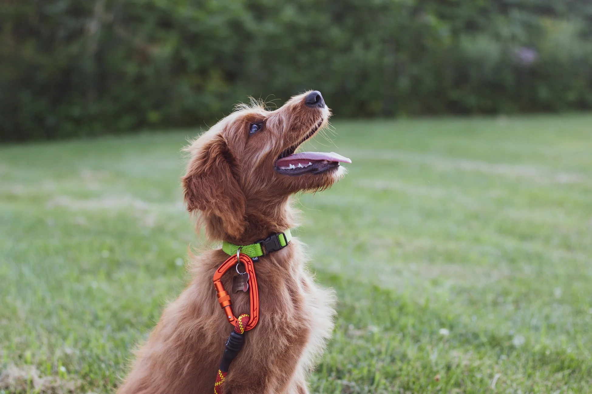 dog_training.jpg
