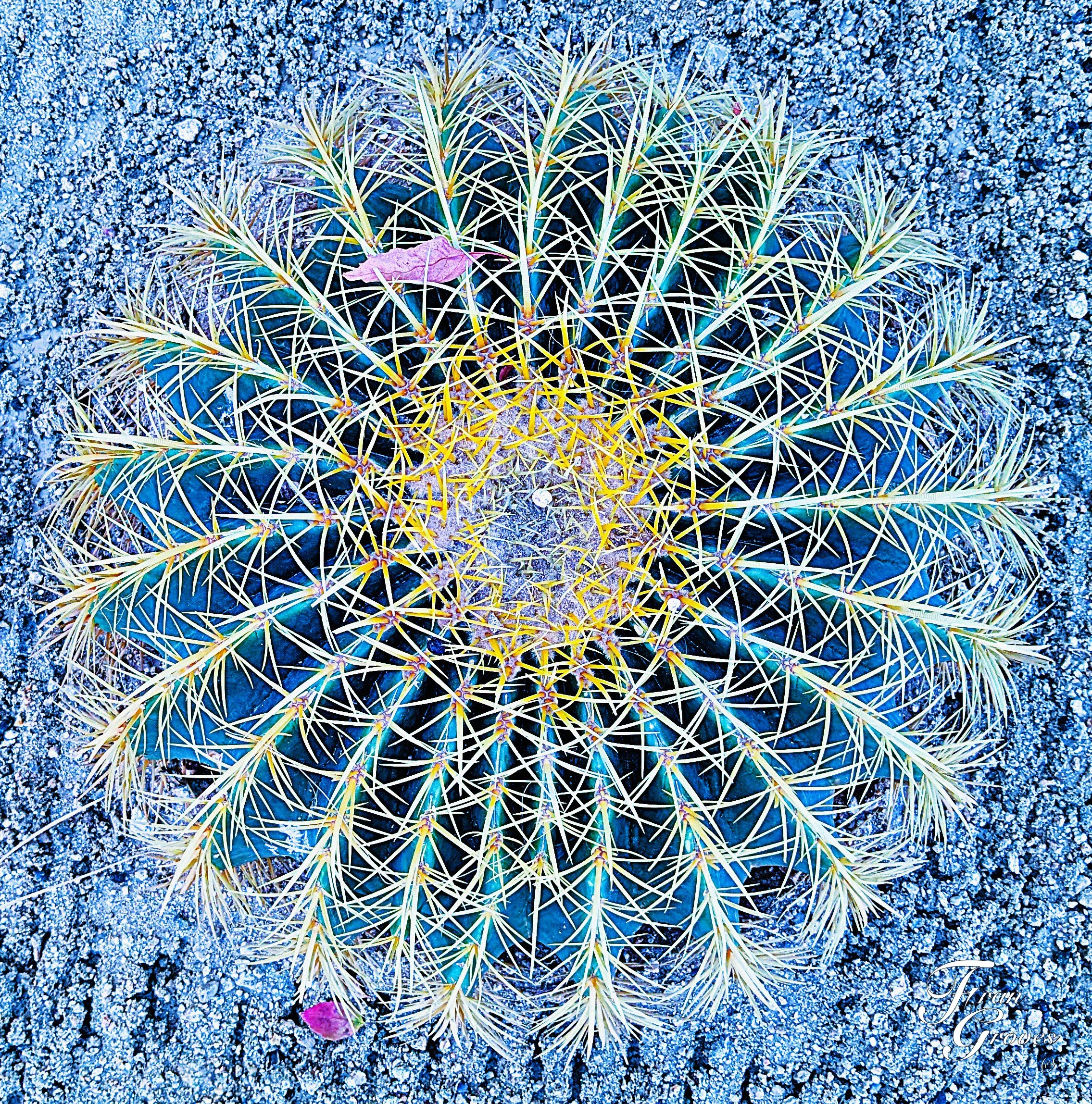 Blue Cacus