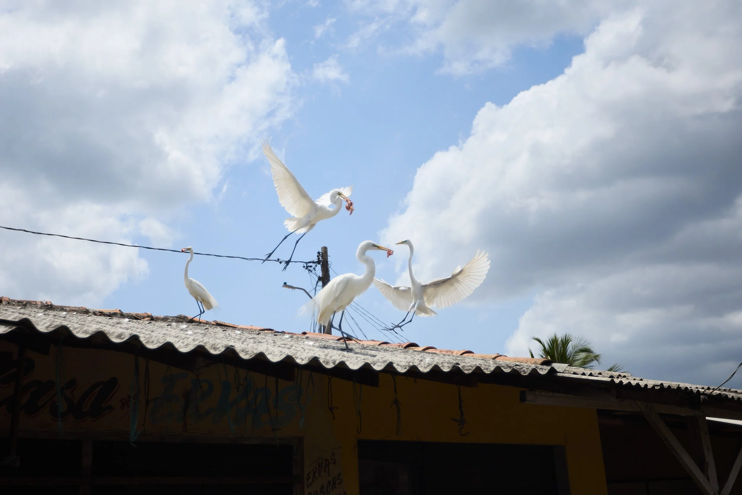 IPOW FLOW_BELEM DAY 05_181.jpg