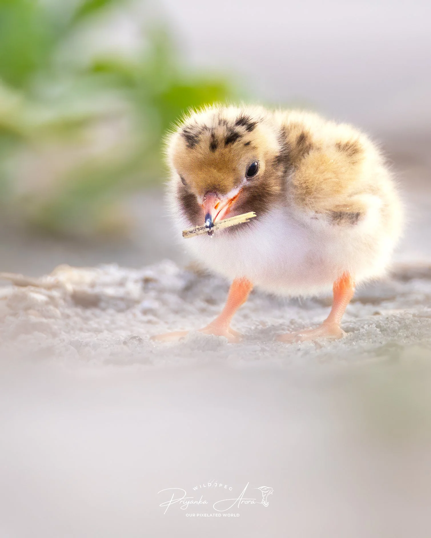 Least Tern Chick.jpg