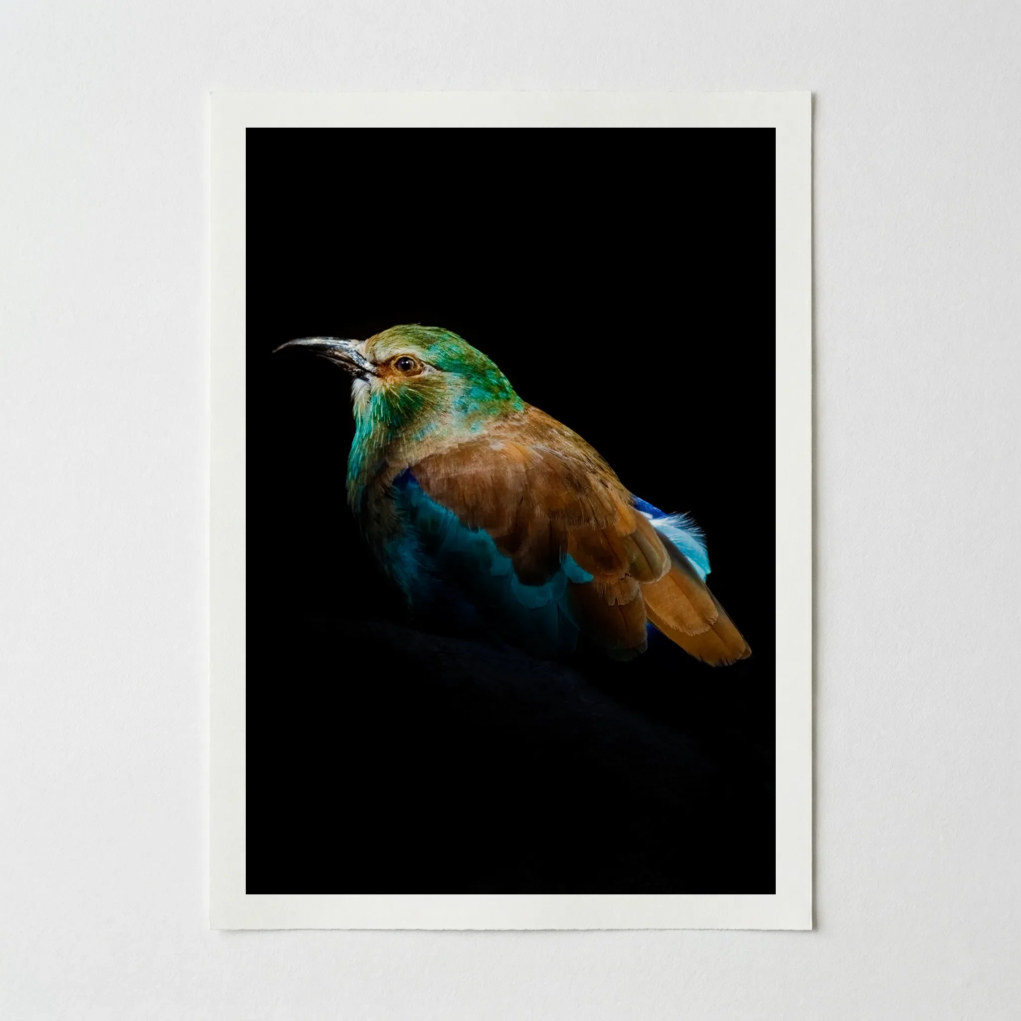Portrait of a European Roller: Portrait of Animal – Fine Art Print