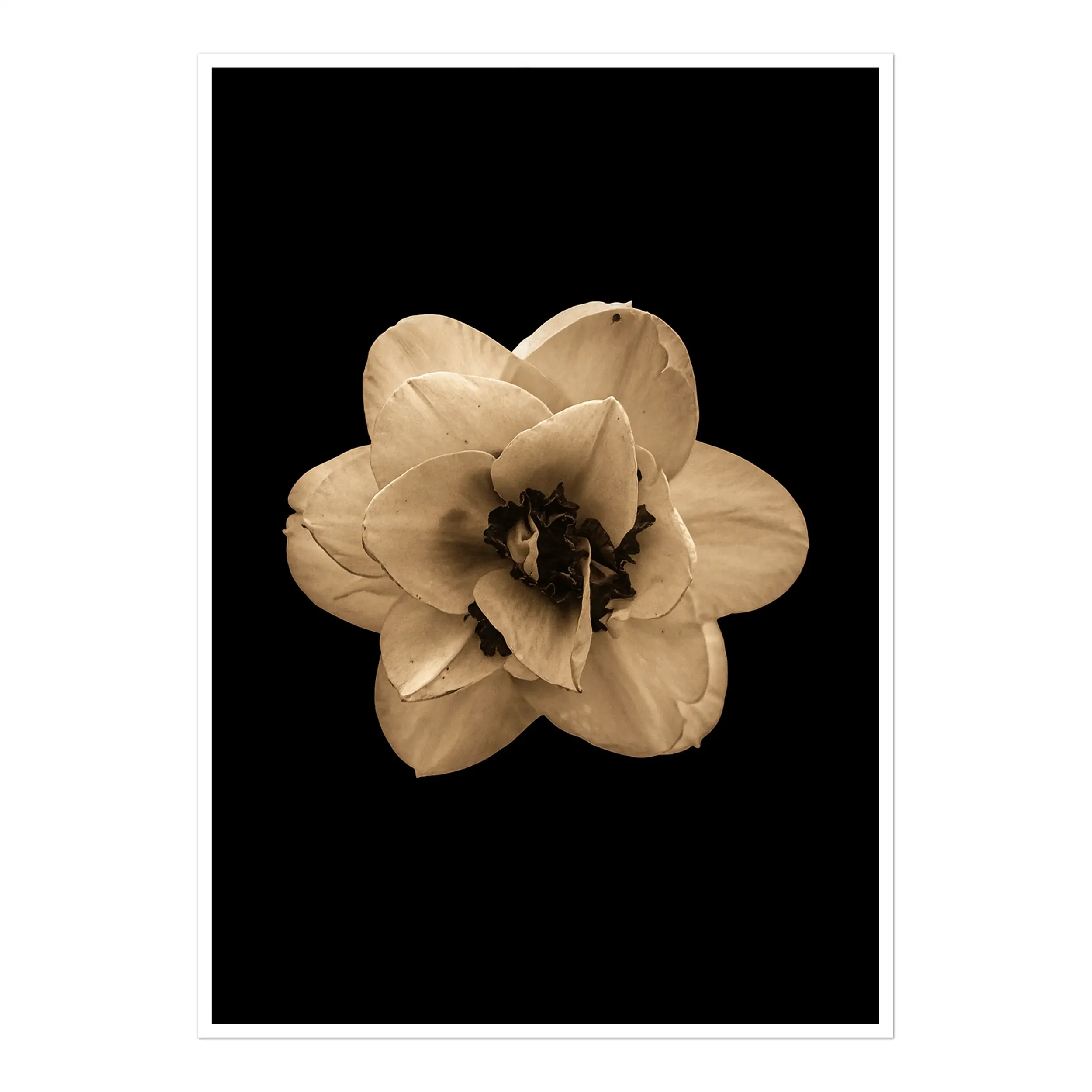 Narcissus Standalone Print.webp