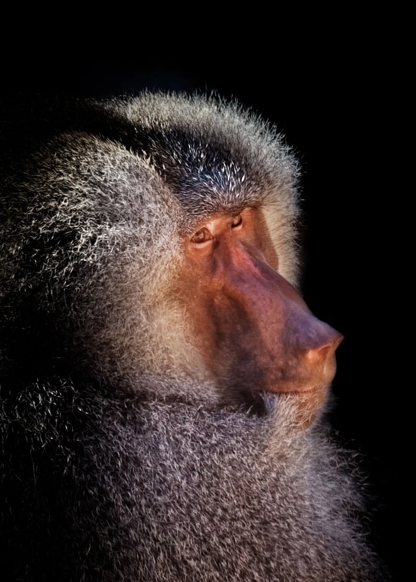 Portrait of a Baboon (Copy)