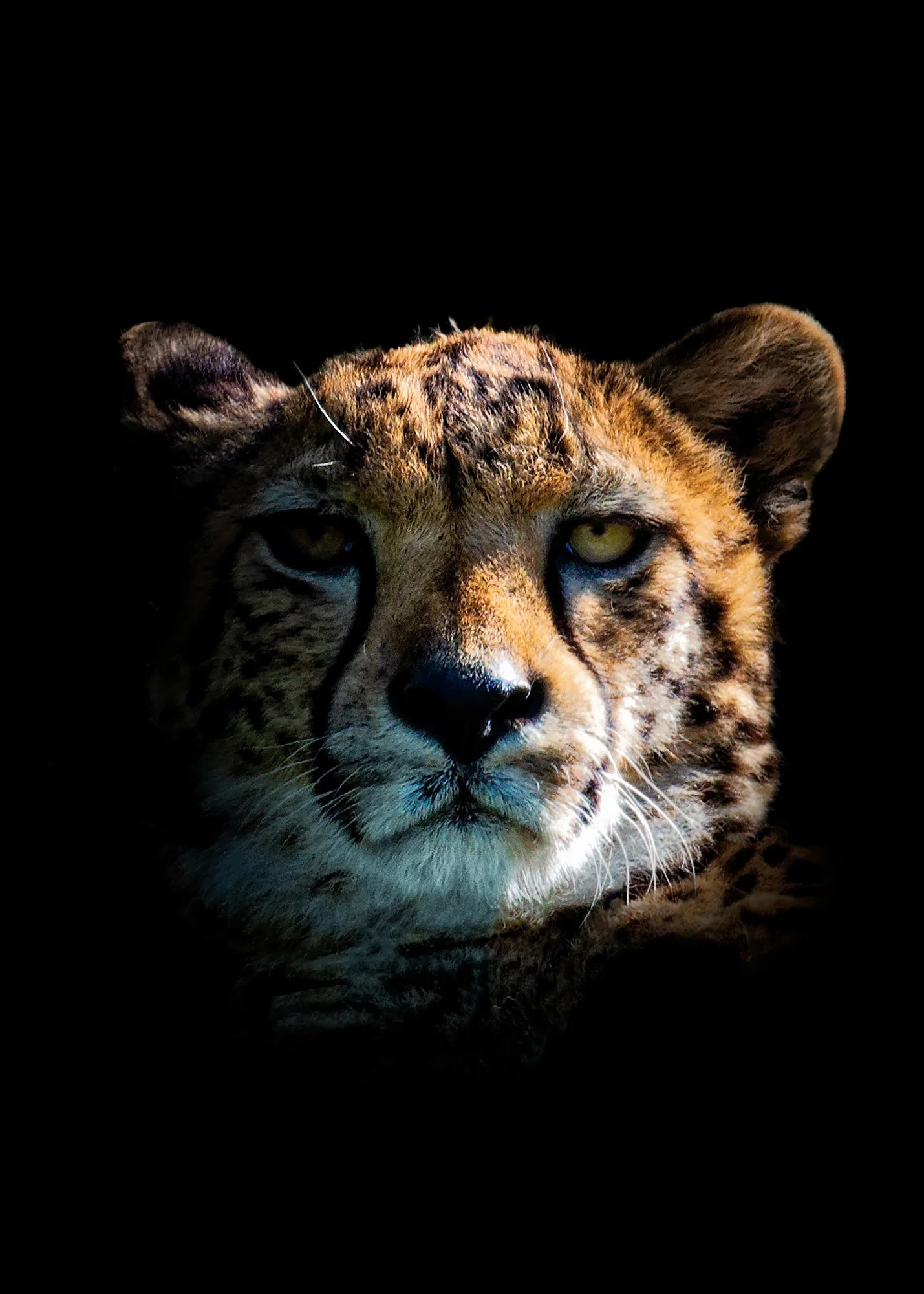 Portrait of a Cheetah (Copy)