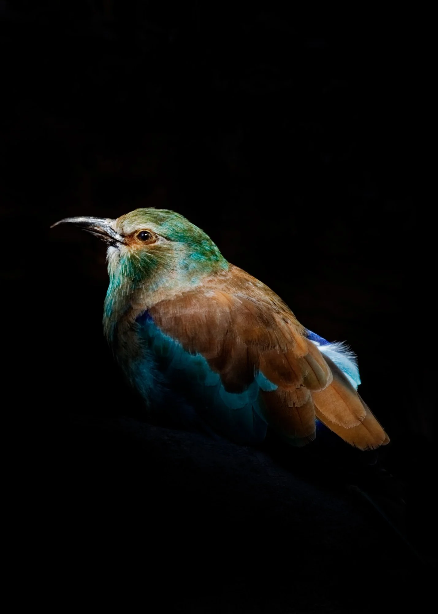 Portrait of a European Roller (Copy)
