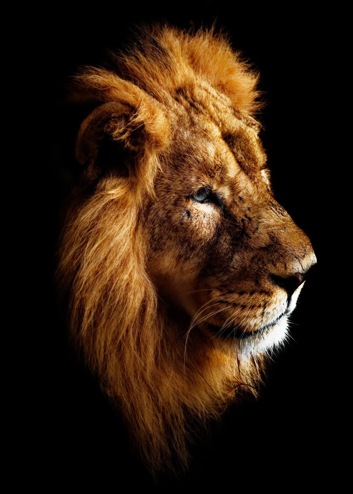 Portrait of a Lion (Copy)