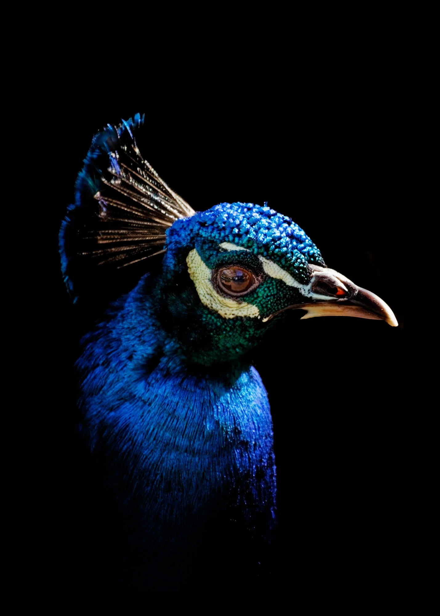 Portrait of a Peacock (Copy)