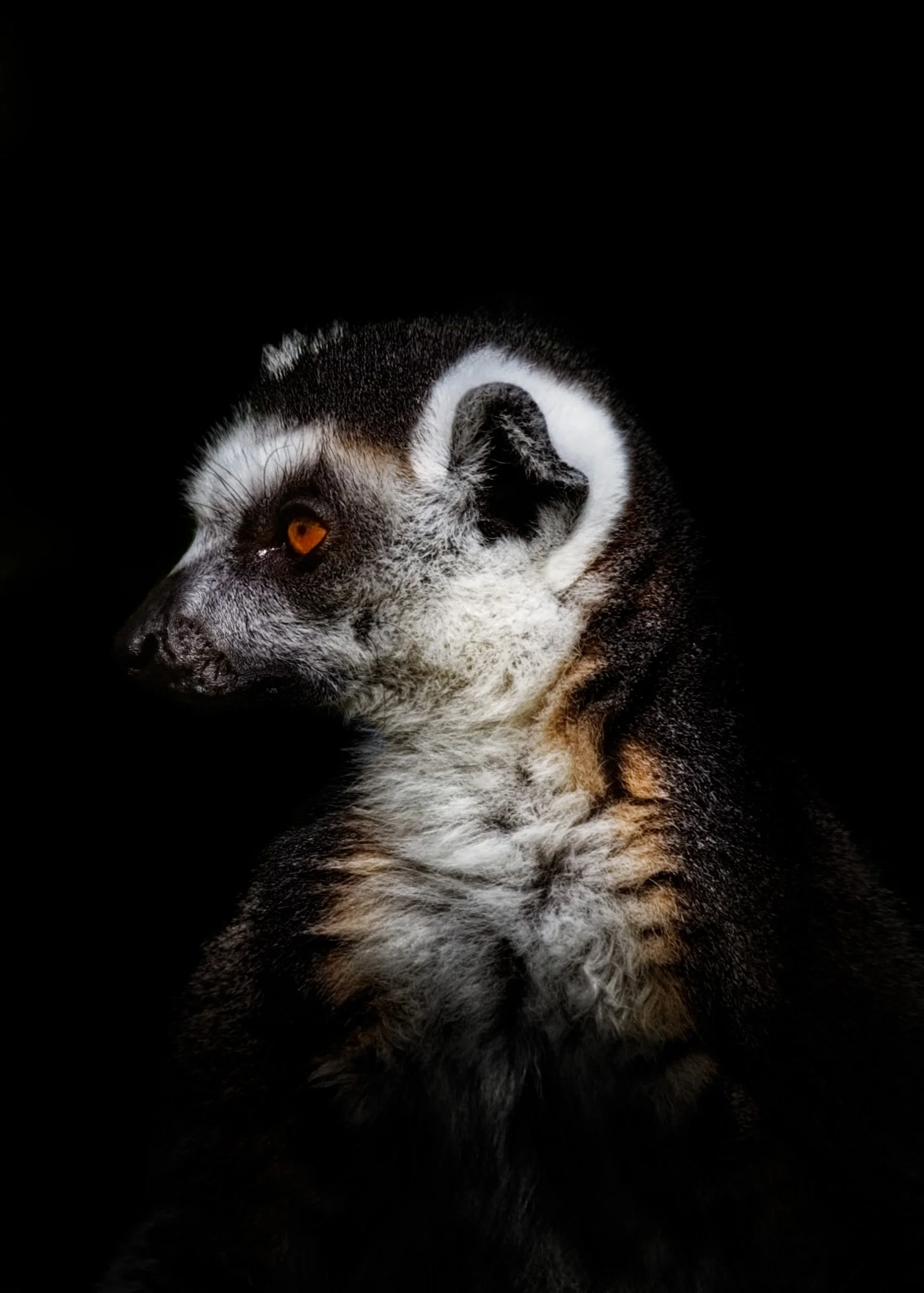 Portrait of a Ring-Tailed Lemur (Copy)