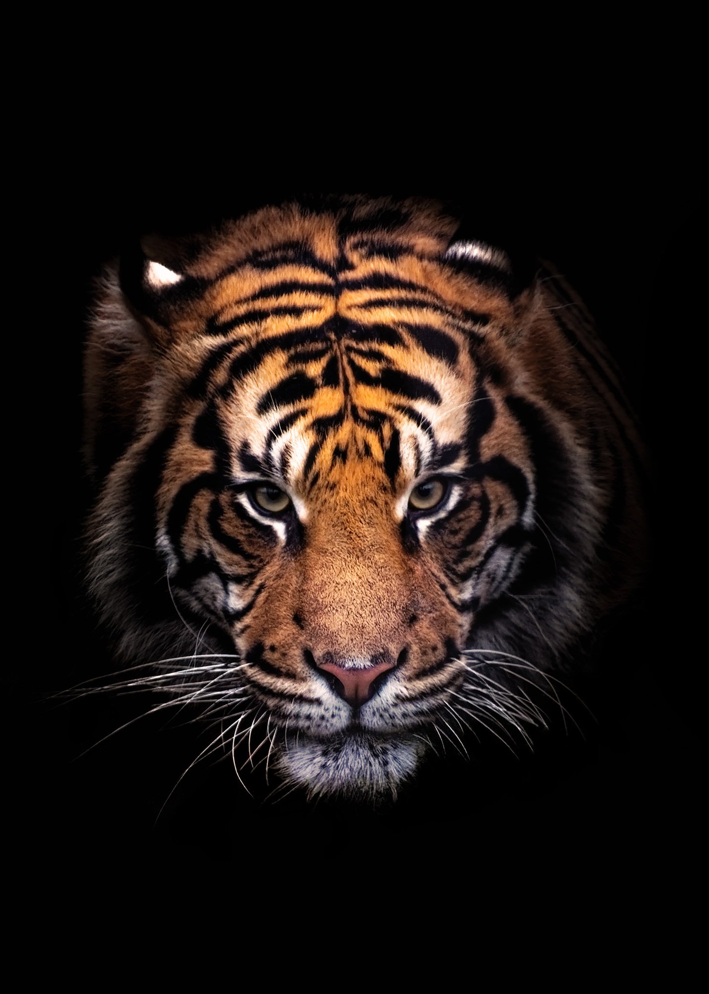 Portrait of a Tiger (Copy)