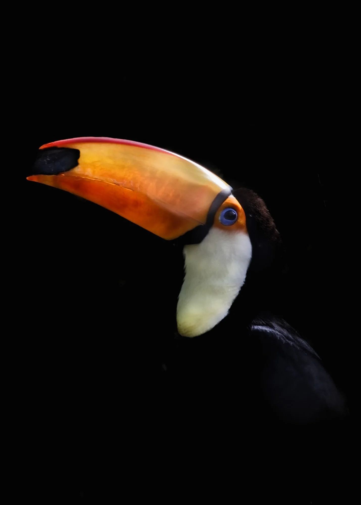 Portrait of a Toco Toucan (Copy)