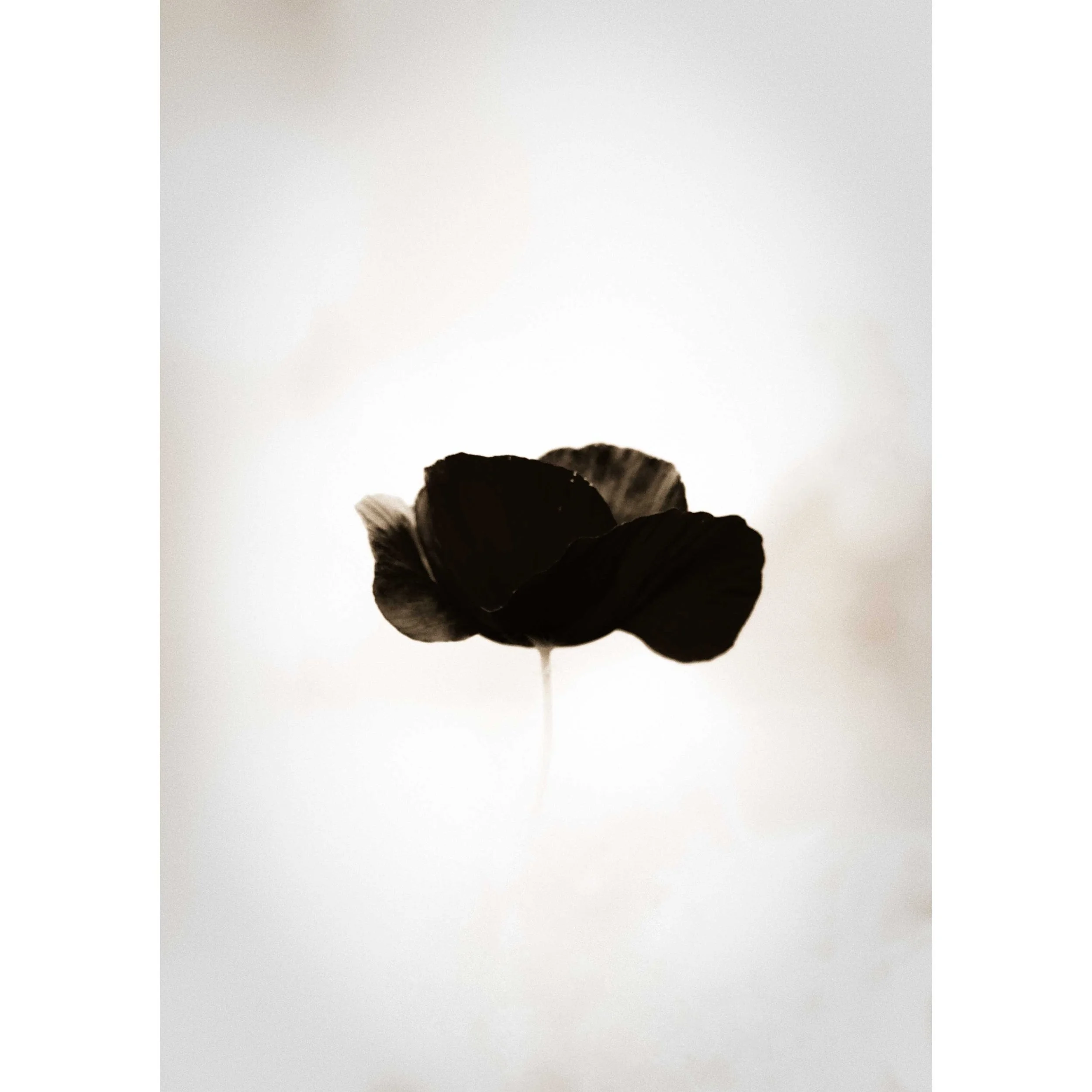Minimalist black poppy flower photographed against a soft white background.