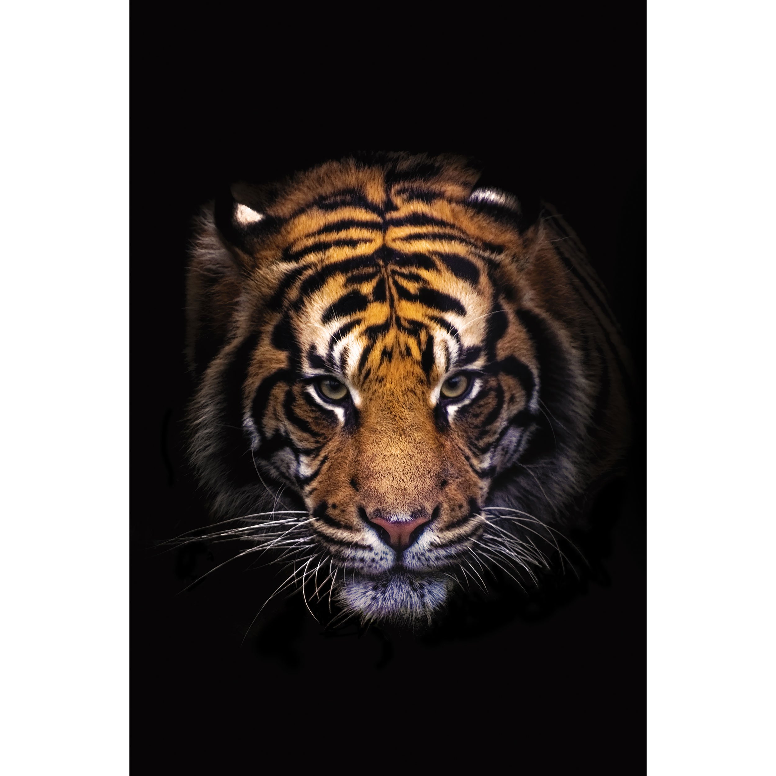 A high-contrast fine art photograph of a tiger’s face viewed from the front, with warm golden light illuminating its intense eyes and striking orange and black fur against a solid black background.
