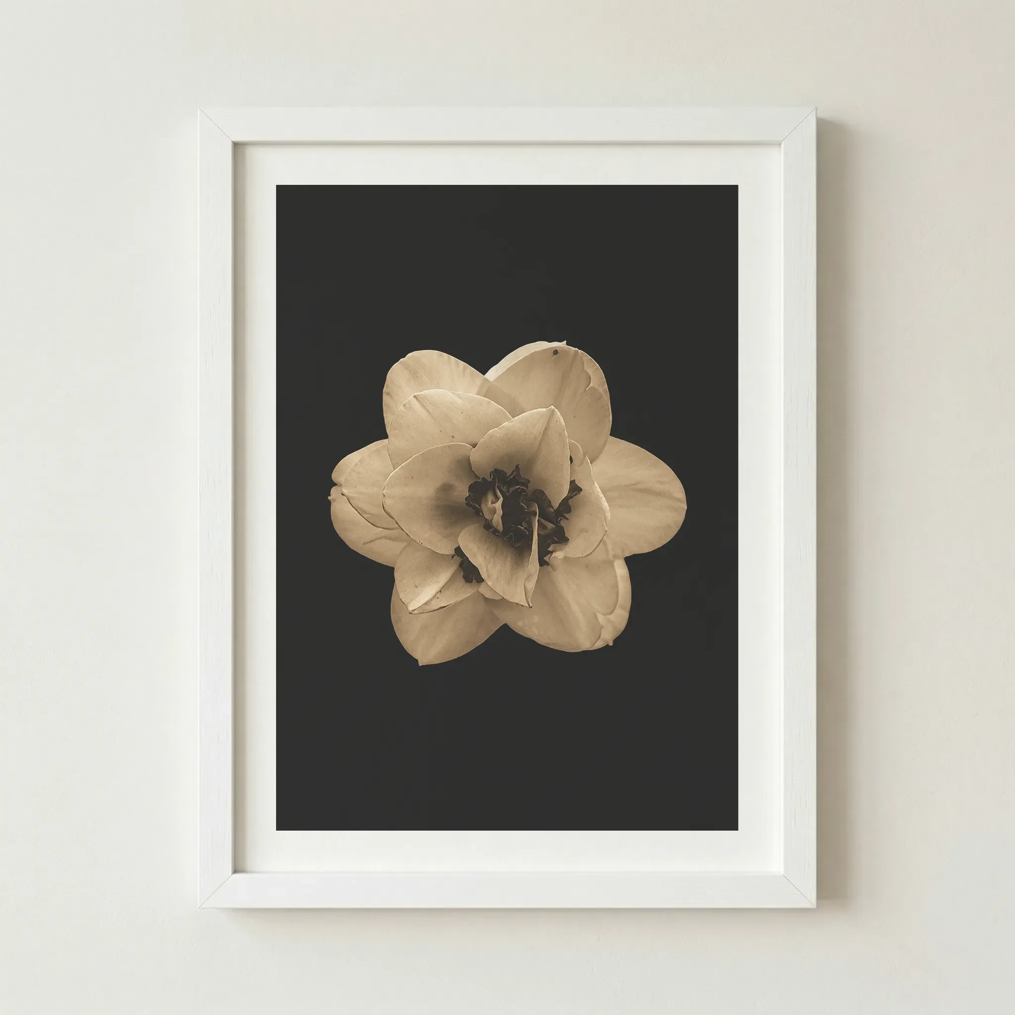 'Narcissus' print in a white frame, offering a clean, contemporary border that emphasises the flower's theme of clarity and rebirth.