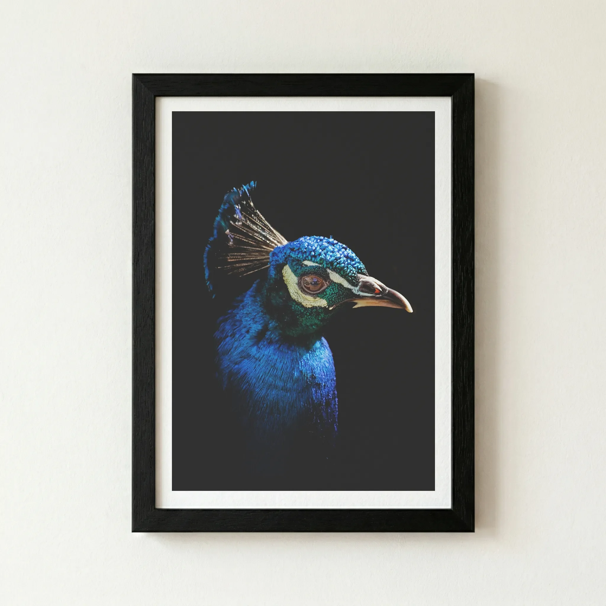 The 'Peacock' fine art print in a black wooden frame, creating a seamless, immersive effect where the bird's blue tones appear to glow against the dark border.