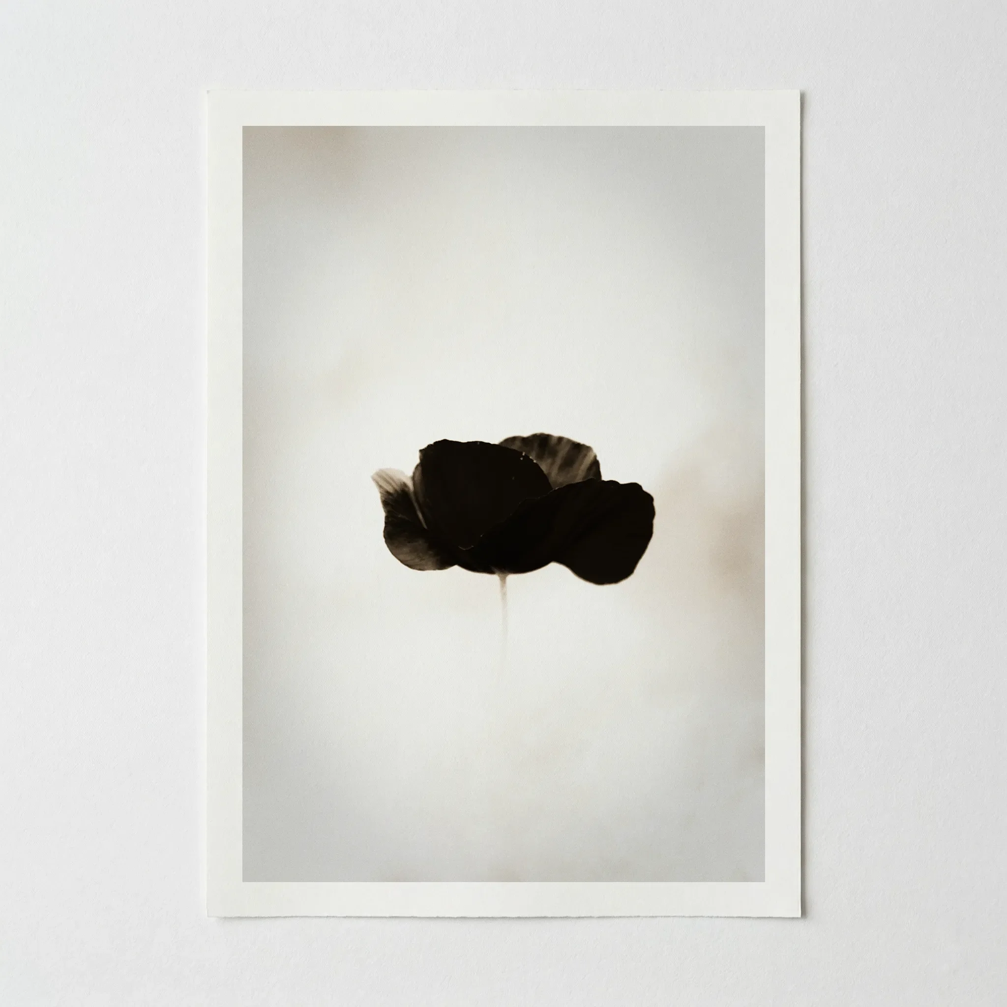 Black Poppy: Beautiful Imperfection – Fine Art Poster