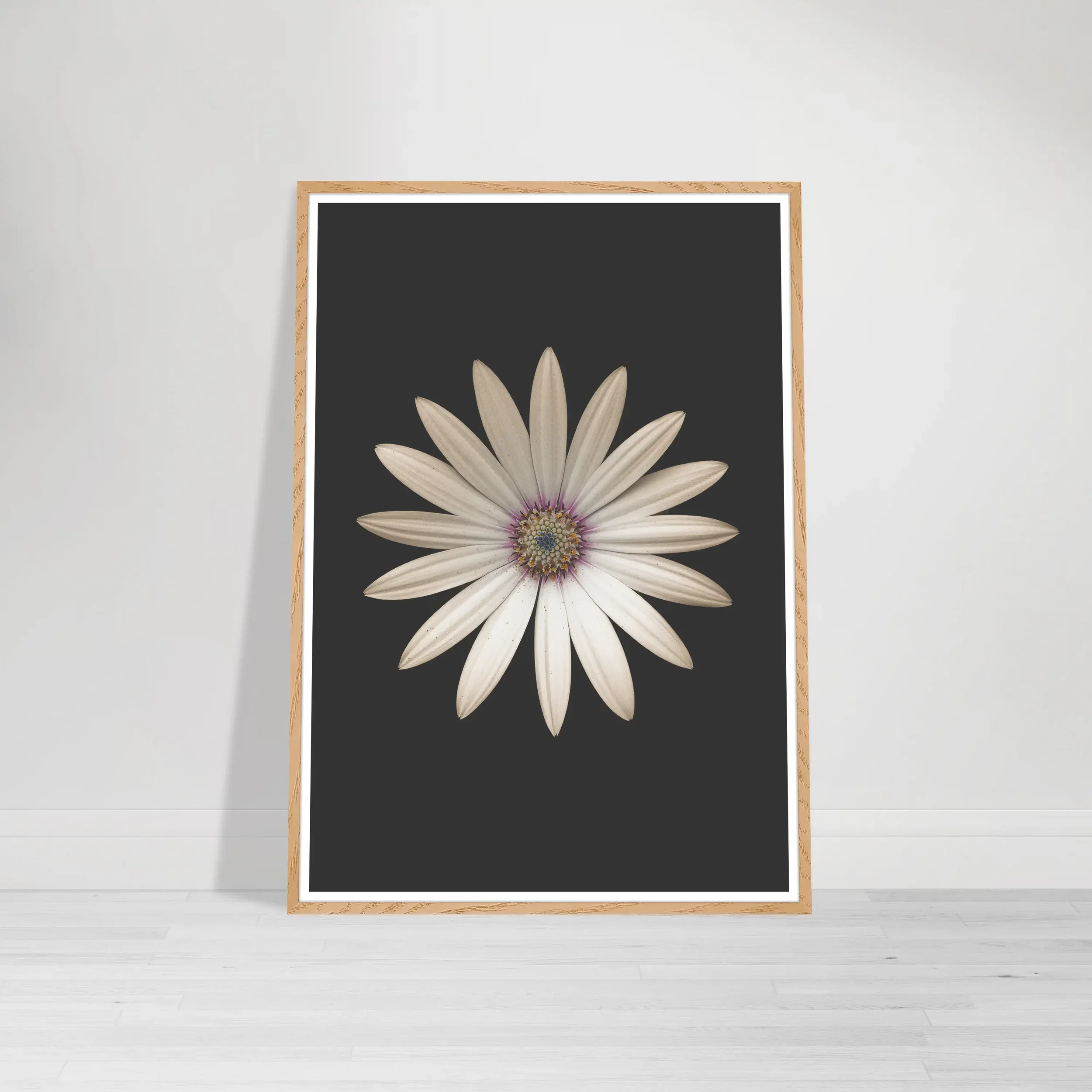 Marguerite Daisy fine art print in a wood frame displayed on a modern wall, featuring a centred white daisy on black