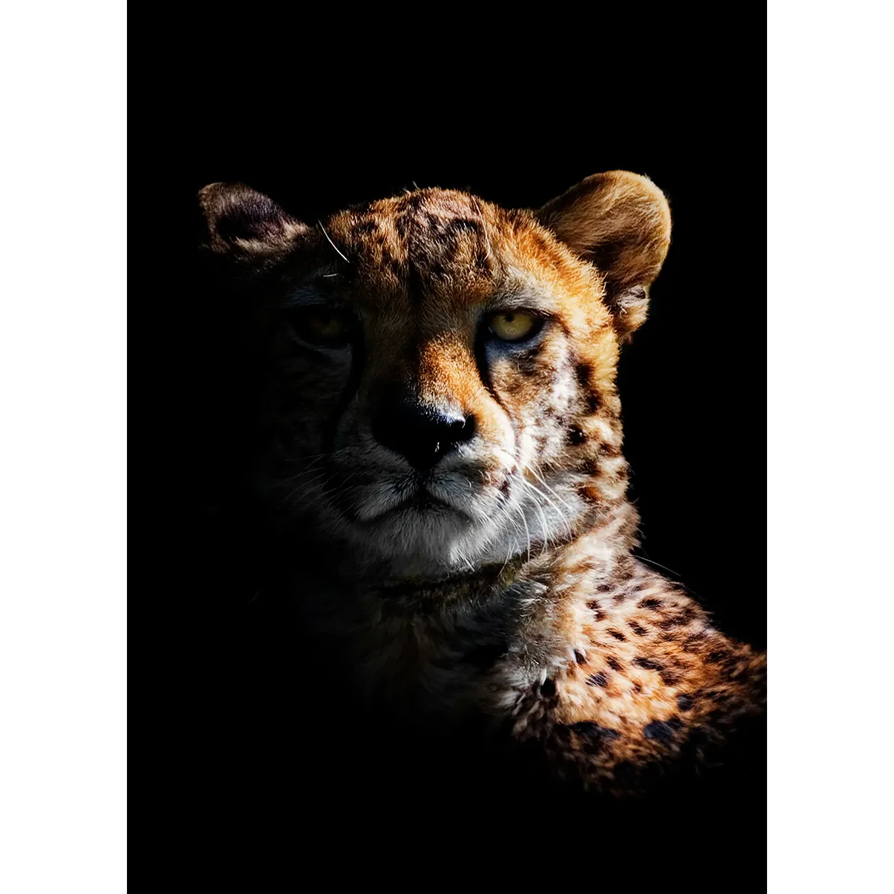 A striking, high-contrast wildlife photograph of a cheetah's face emerging from a deep black background, with warm golden light illuminating its fur and intense yellow eyes.