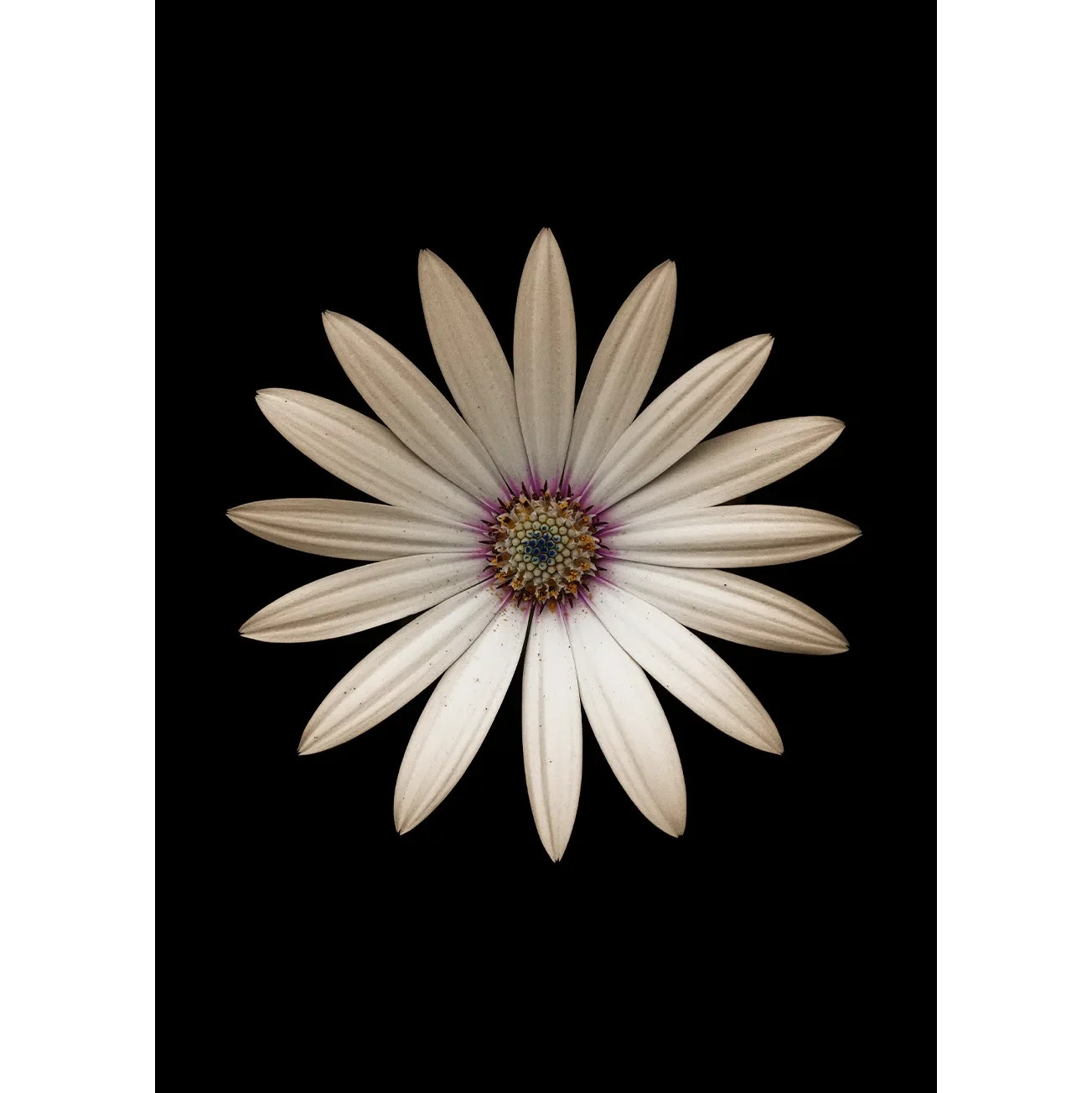 Moody, minimalist fine art photography of a fading Marguerite daisy featuring delicate petals against a black void.