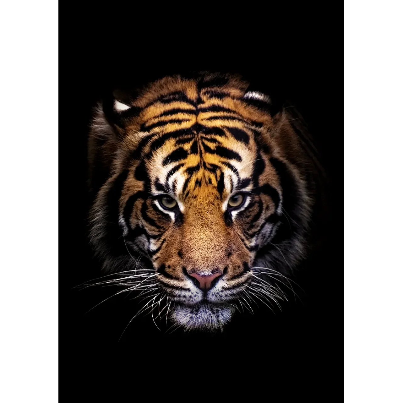 A high-contrast fine art photograph of a tiger’s face viewed from the front, with warm golden light illuminating its intense eyes and striking orange and black fur against a solid black background.