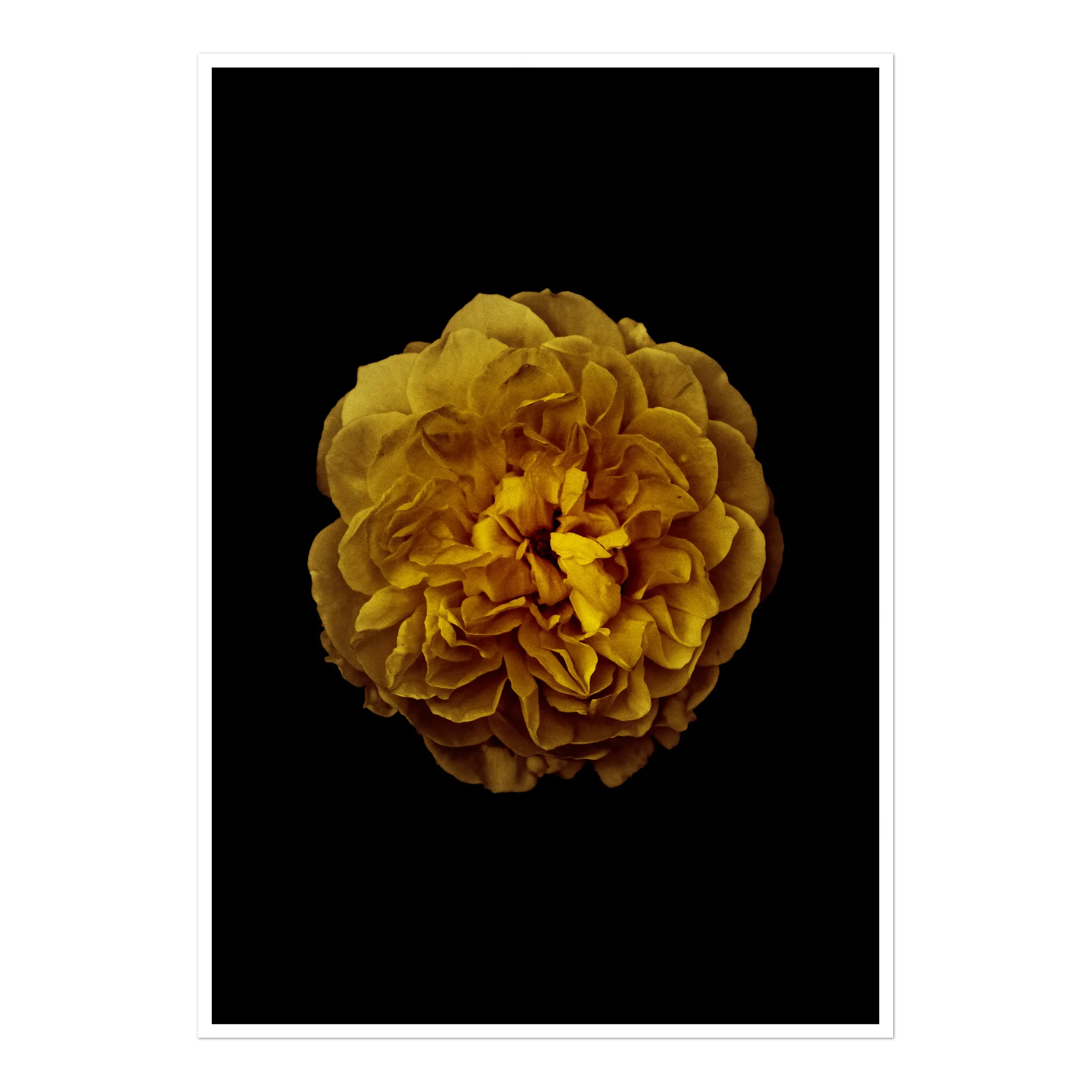 A high-contrast fine art photograph of a multi-petalled rose in full bloom, rendered in deep, moody golden hues against a solid black background.