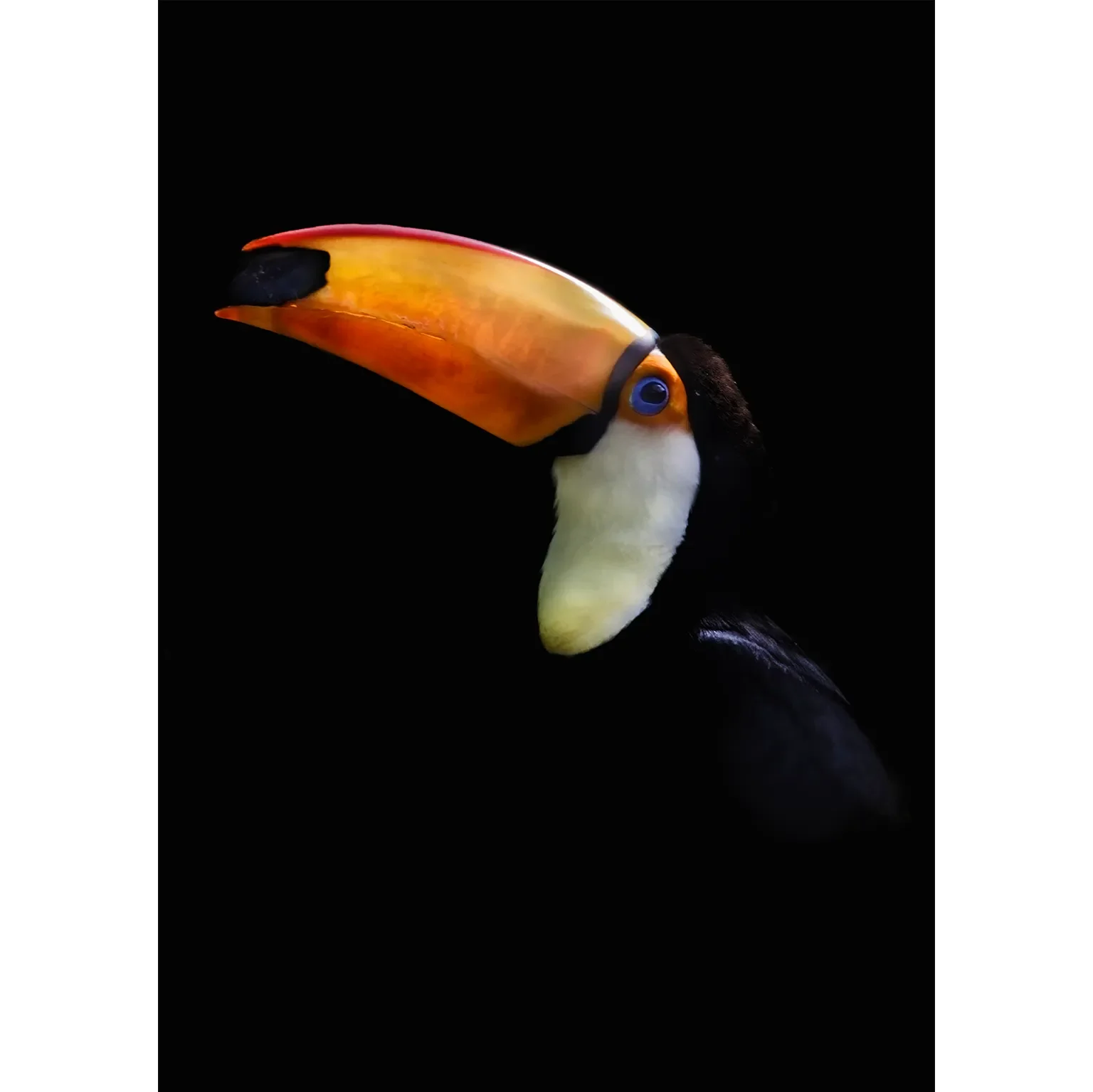 A striking high-contrast photograph of a Toco Toucan in profile, its oversized bright orange and yellow bill and vivid blue eye rim standing out against a deep black background.