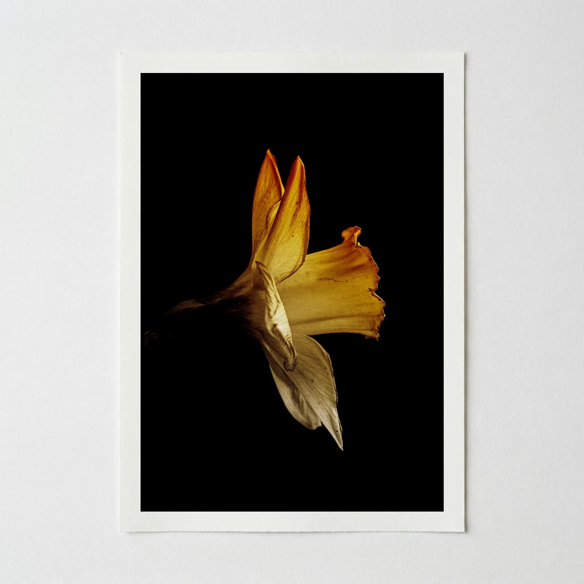 Daffodil: Beautiful Imperfection – Fine Art Print