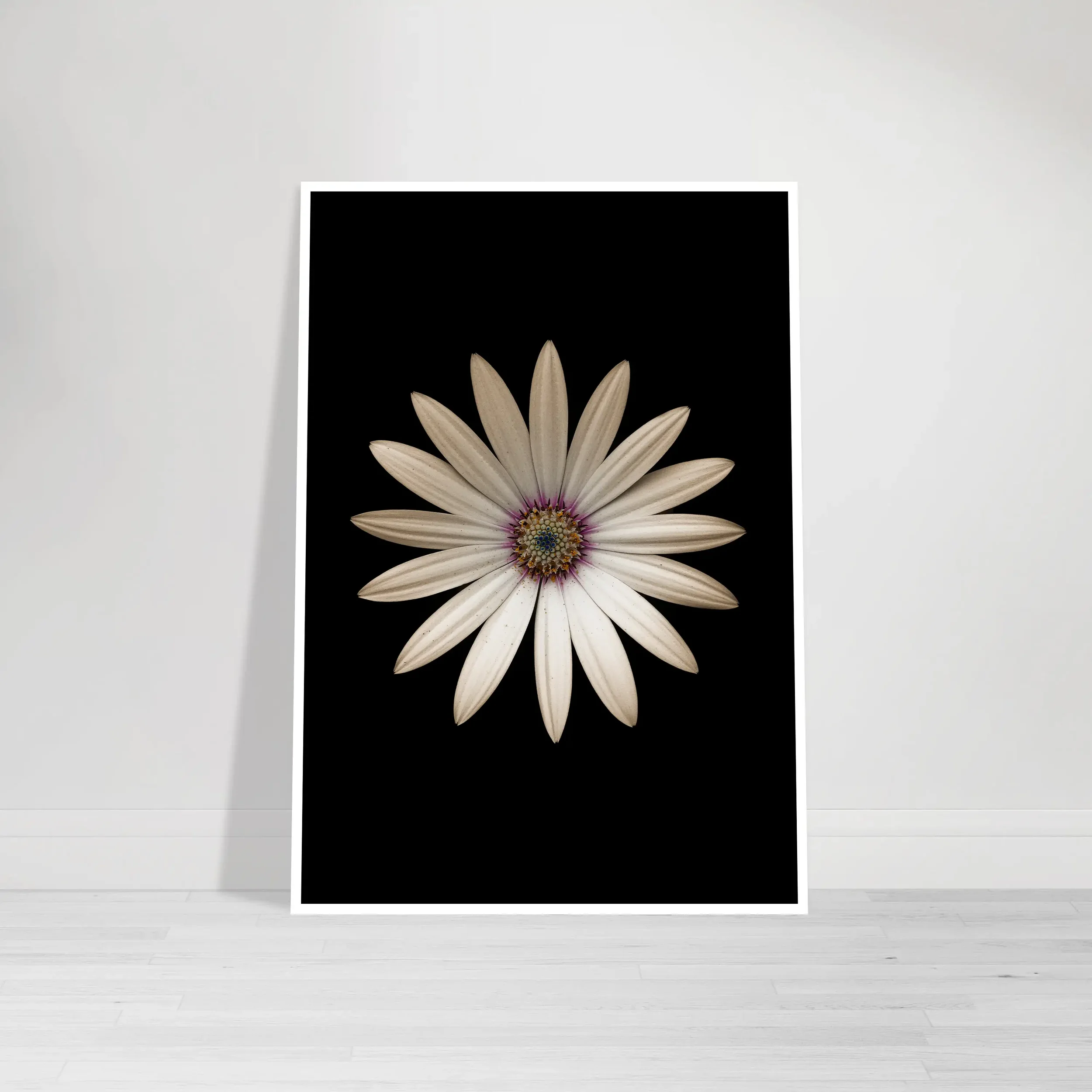Marguerite Daisy – Fine Art Print