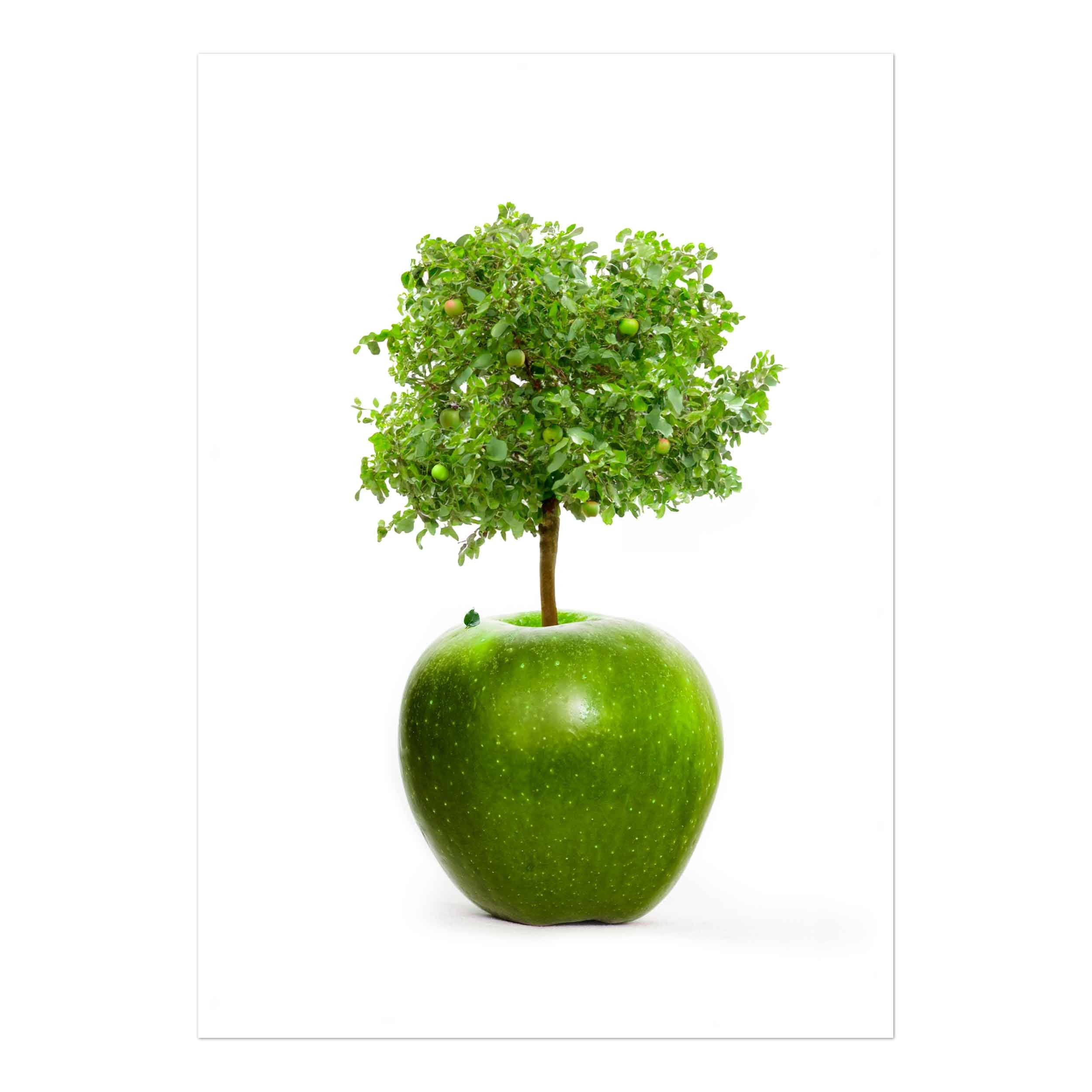 Fine art print of a tree growing out of an apple on a white background – a symbolic image representing growth, wisdom, and transformation