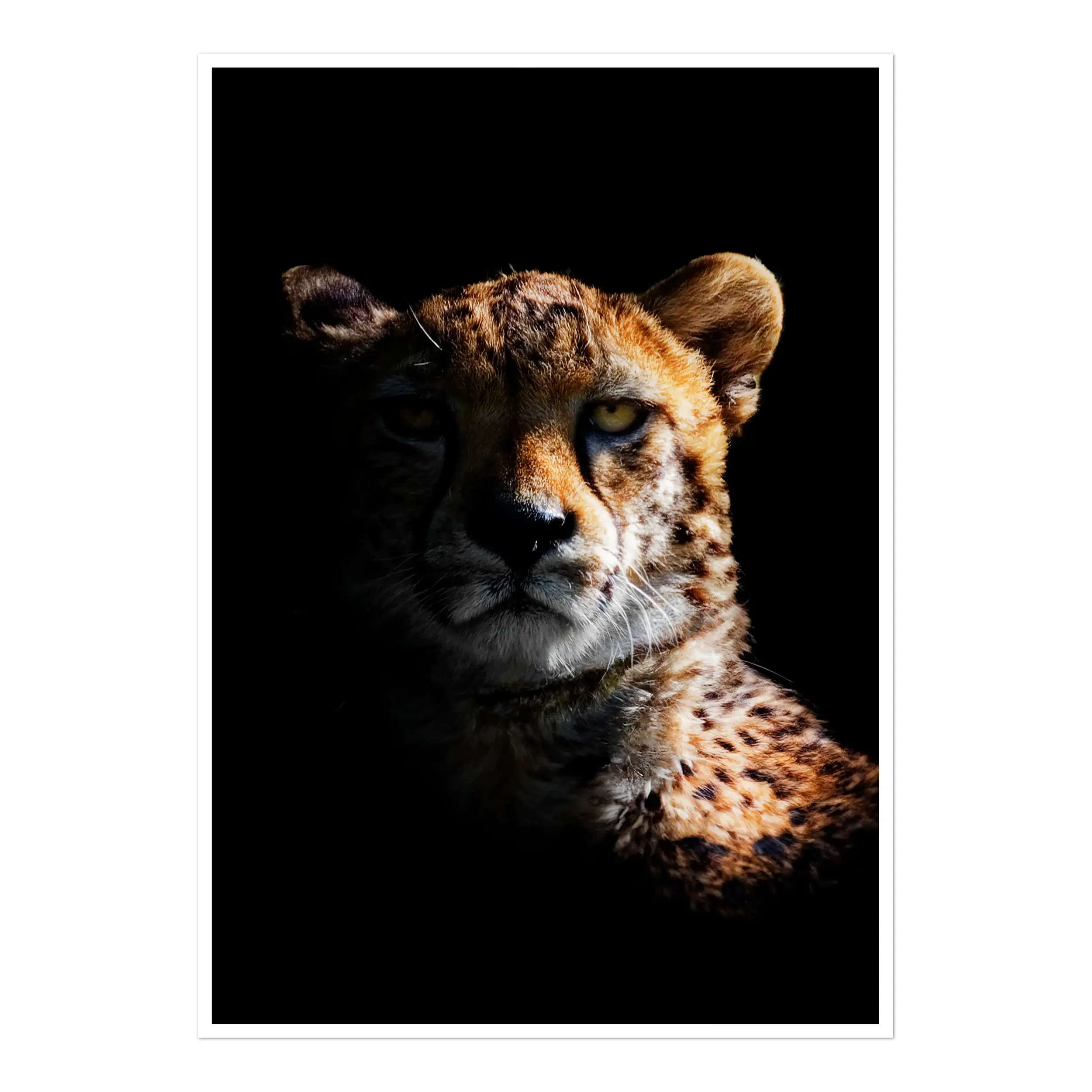A striking, high-contrast wildlife photograph of a cheetah's face emerging from a deep black background, with warm golden light illuminating its fur and intense yellow eyes.