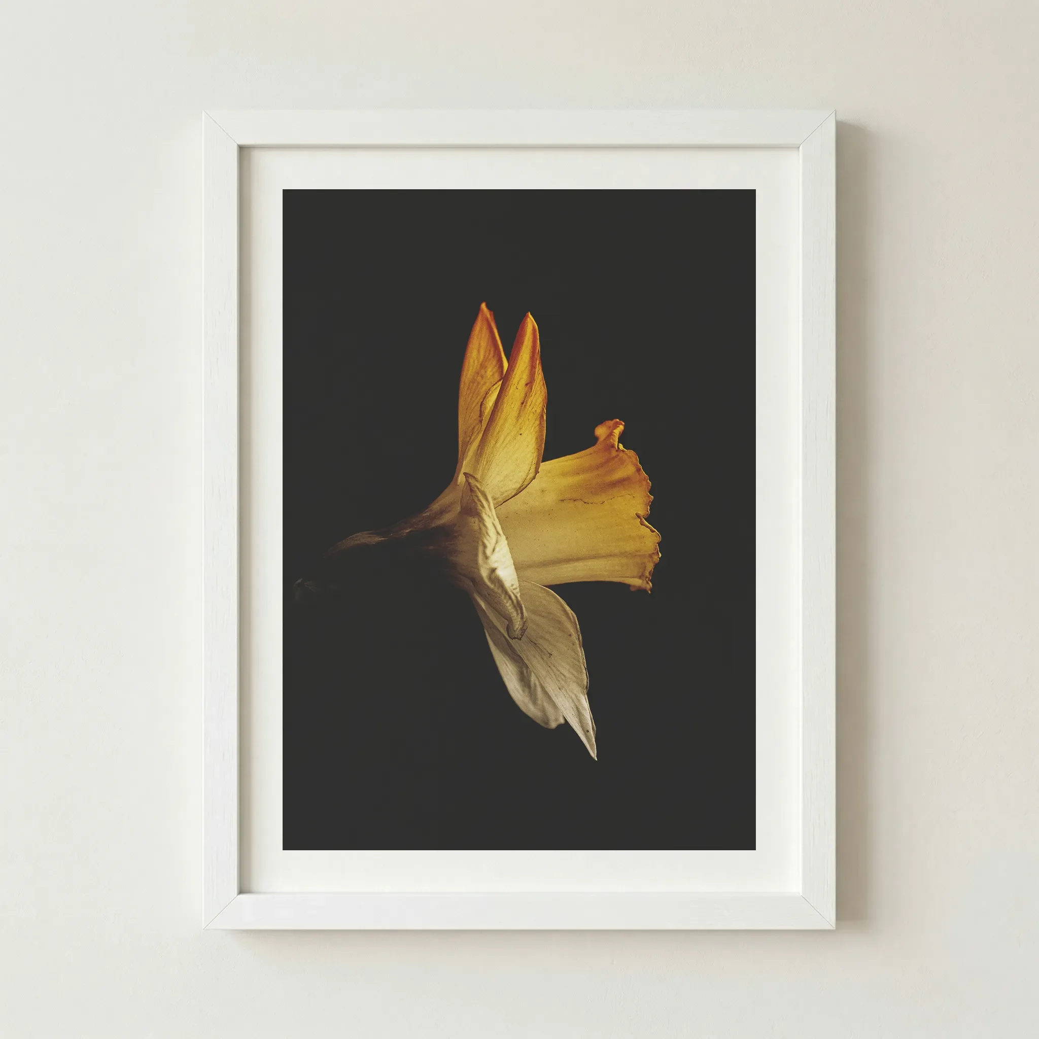 Modern 'Daffodil' print in a white frame, providing a sharp contrast that makes the warm gold and amber hues of the flower "pop".