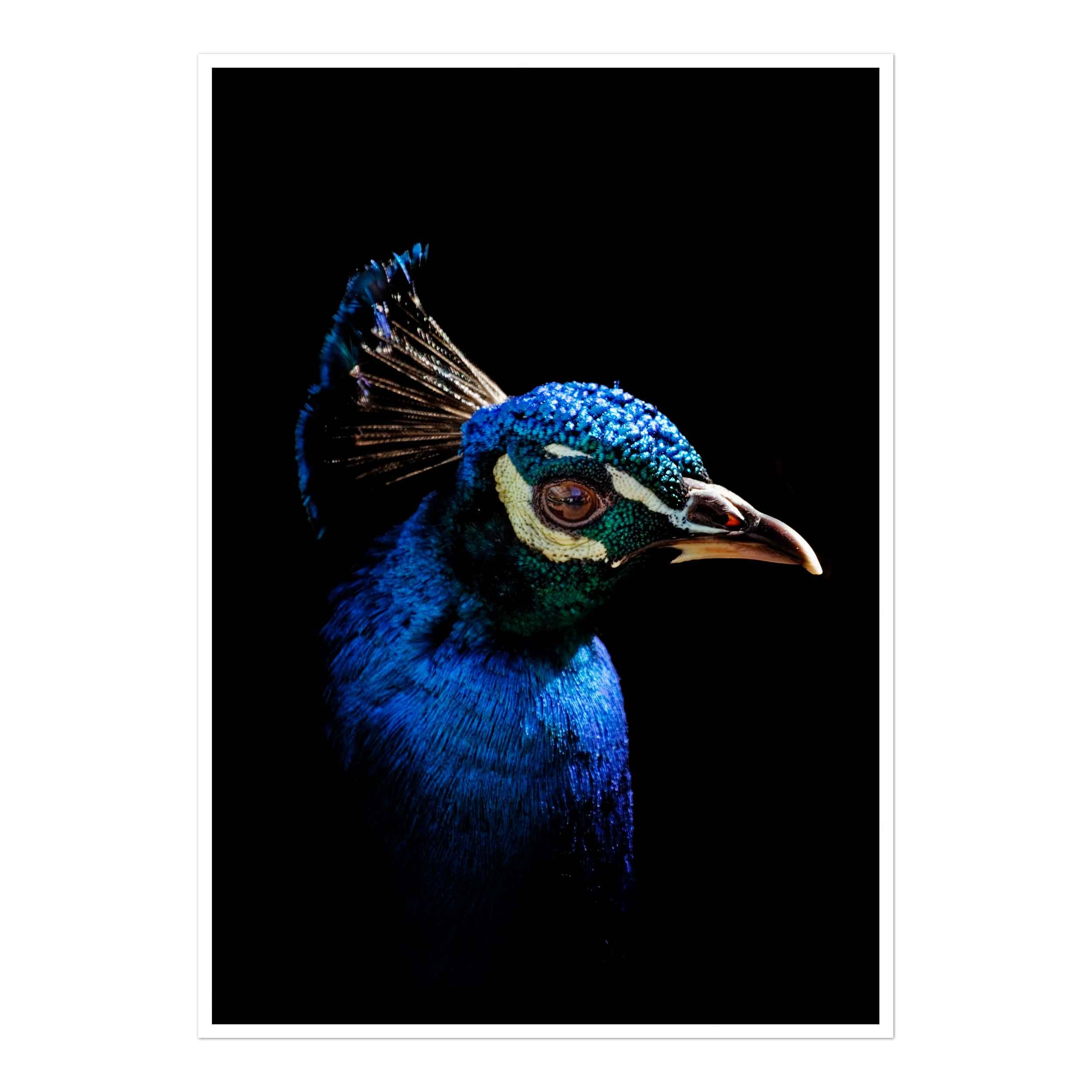 Close-up portrait of a peacock's head on a black background showing blue-green feathers and crest.
