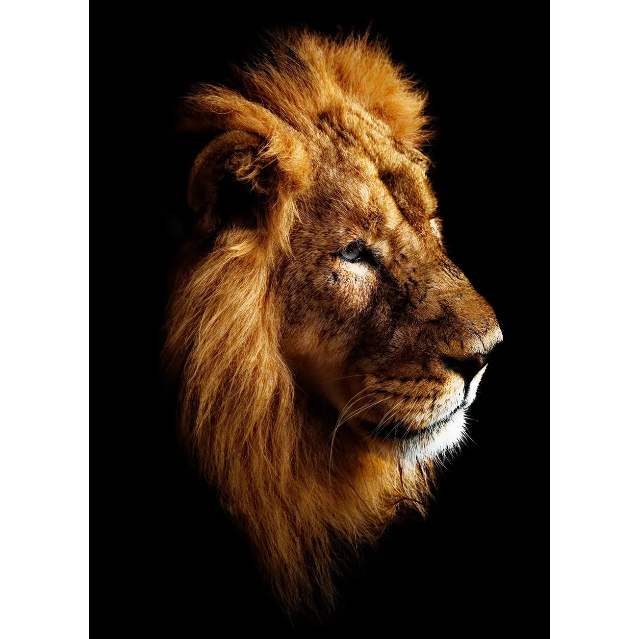 A powerful high-contrast fine art photograph of a lion in side profile, with golden sunlight catching its thick mane and highlighting its weathered facial features against a solid black background.