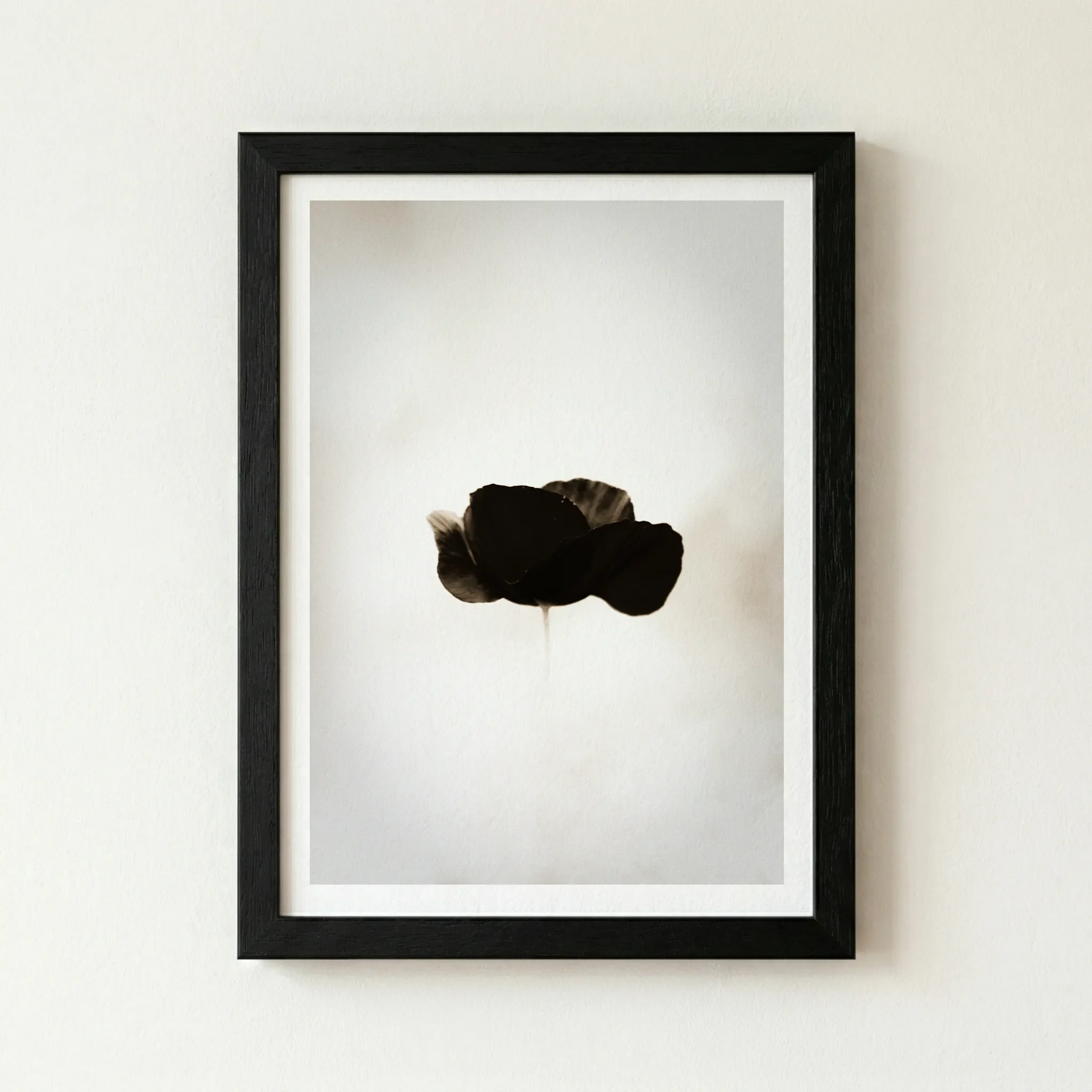 The Black Poppy botanical art as a standalone unframed print, showing the muted charcoal tones and fine-grain details on museum-grade matte paper