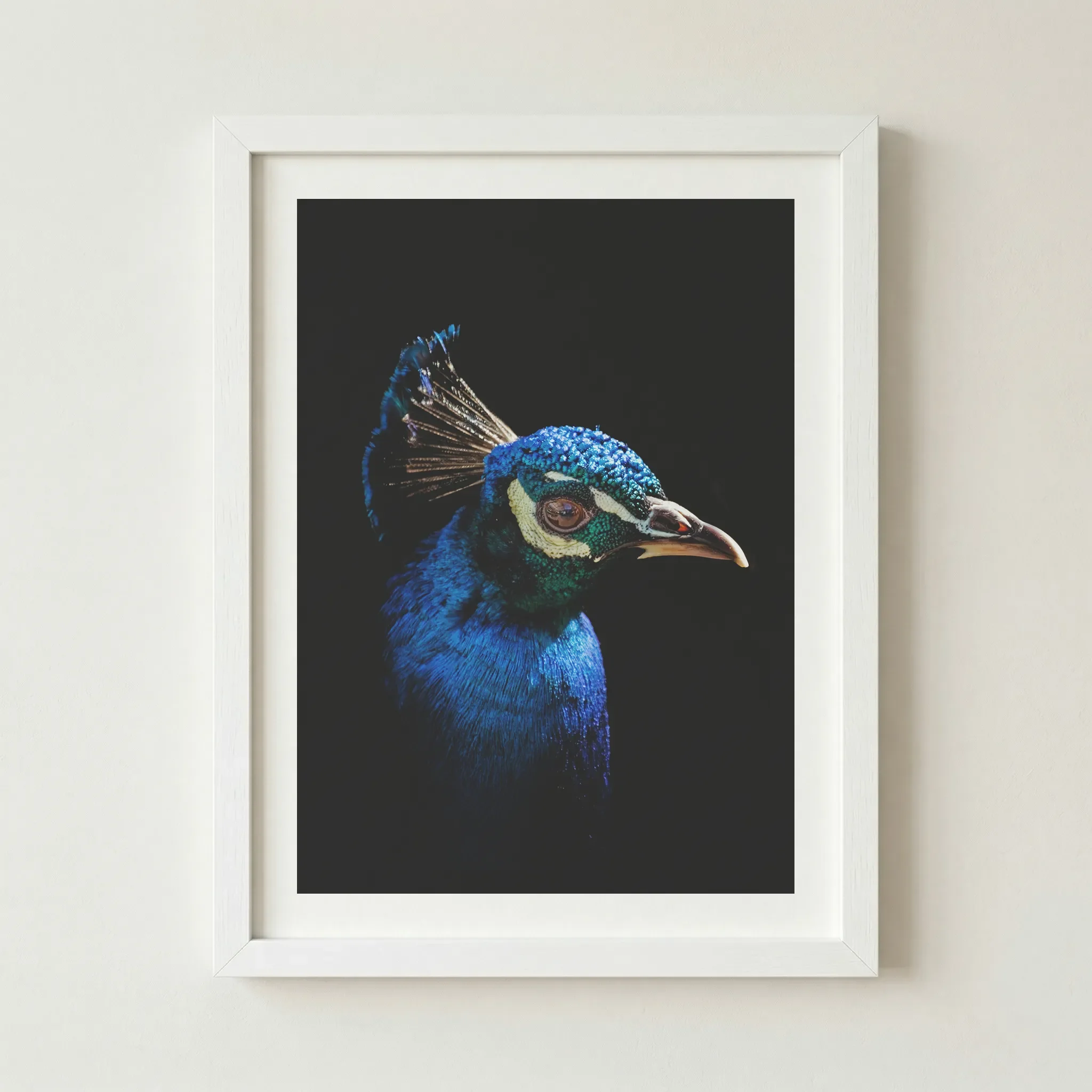 'Peacock' print in a white frame, providing a sharp, modern contrast that emphasises the brightness of the azure and emerald hues.